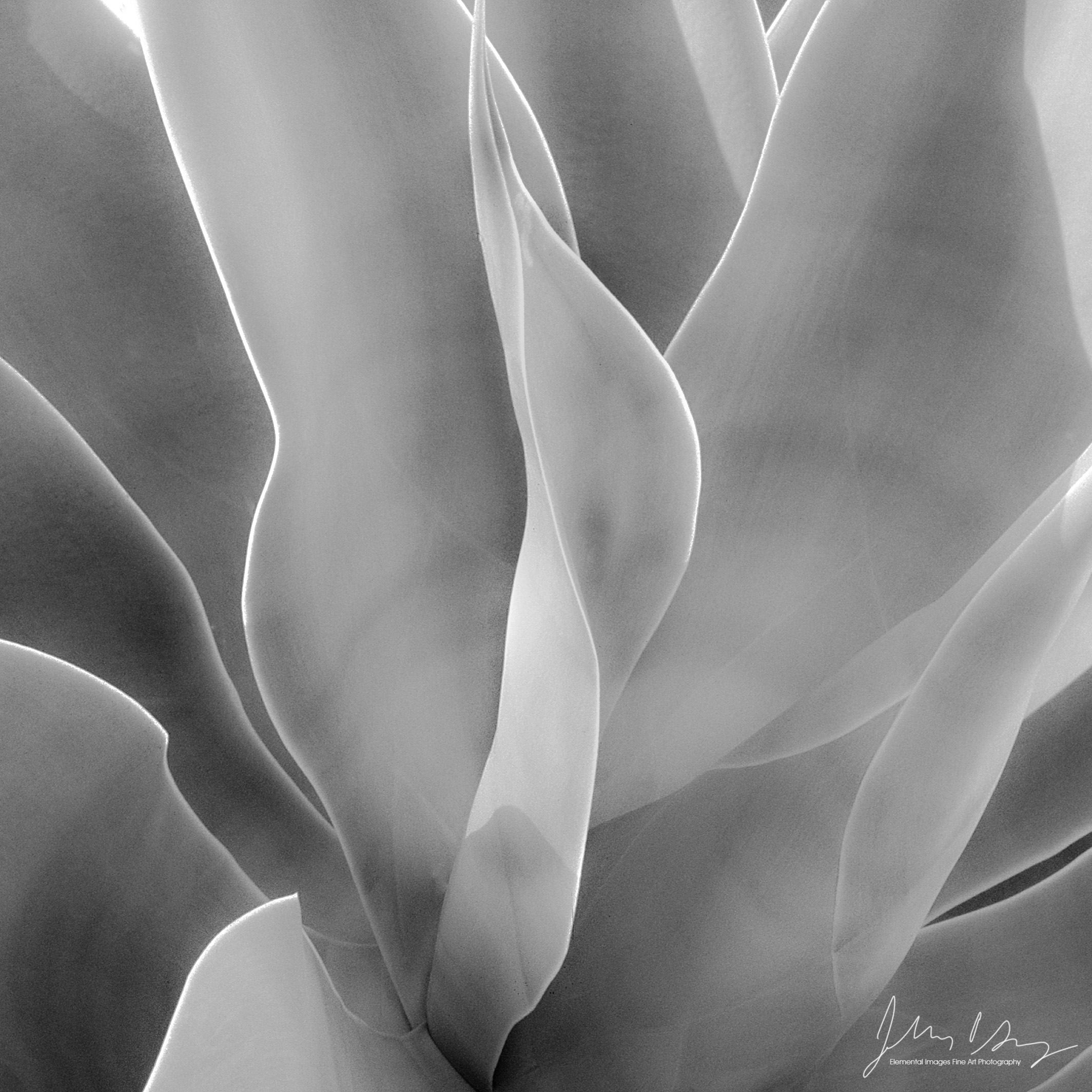 AB30_12_bw.jpg