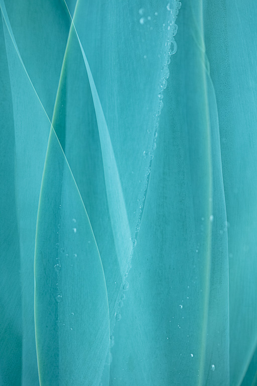 Agaves