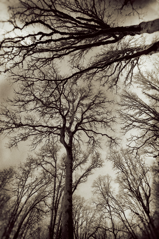 Branches