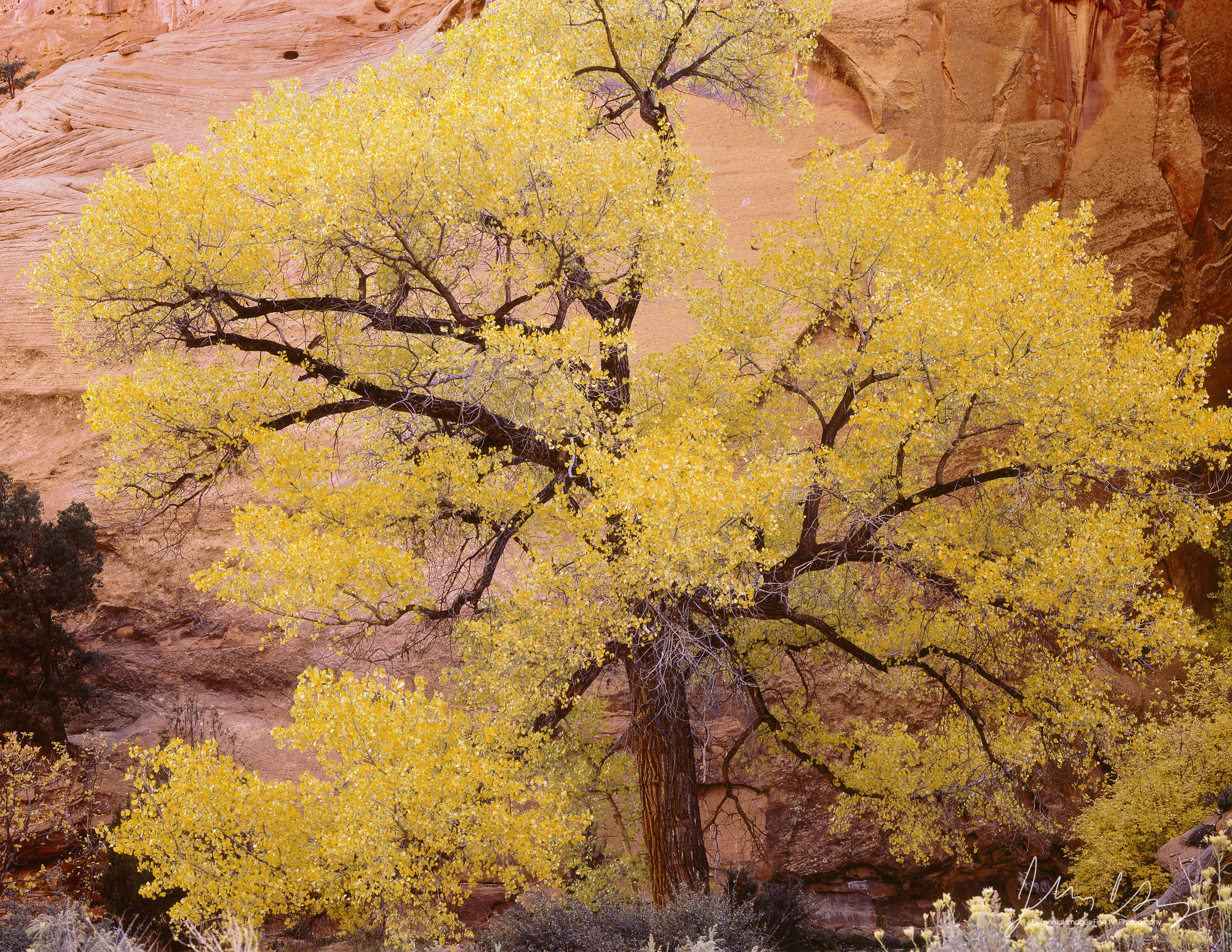 PL842_11_color.jpg