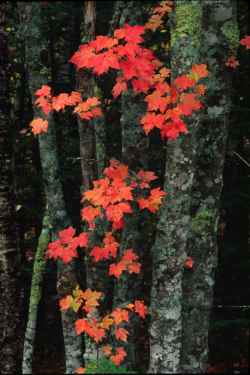 MS106 MS106_12_color.jpg