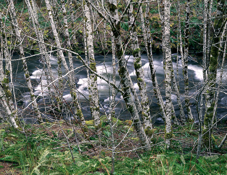 MS482 MS482_11_color.jpg