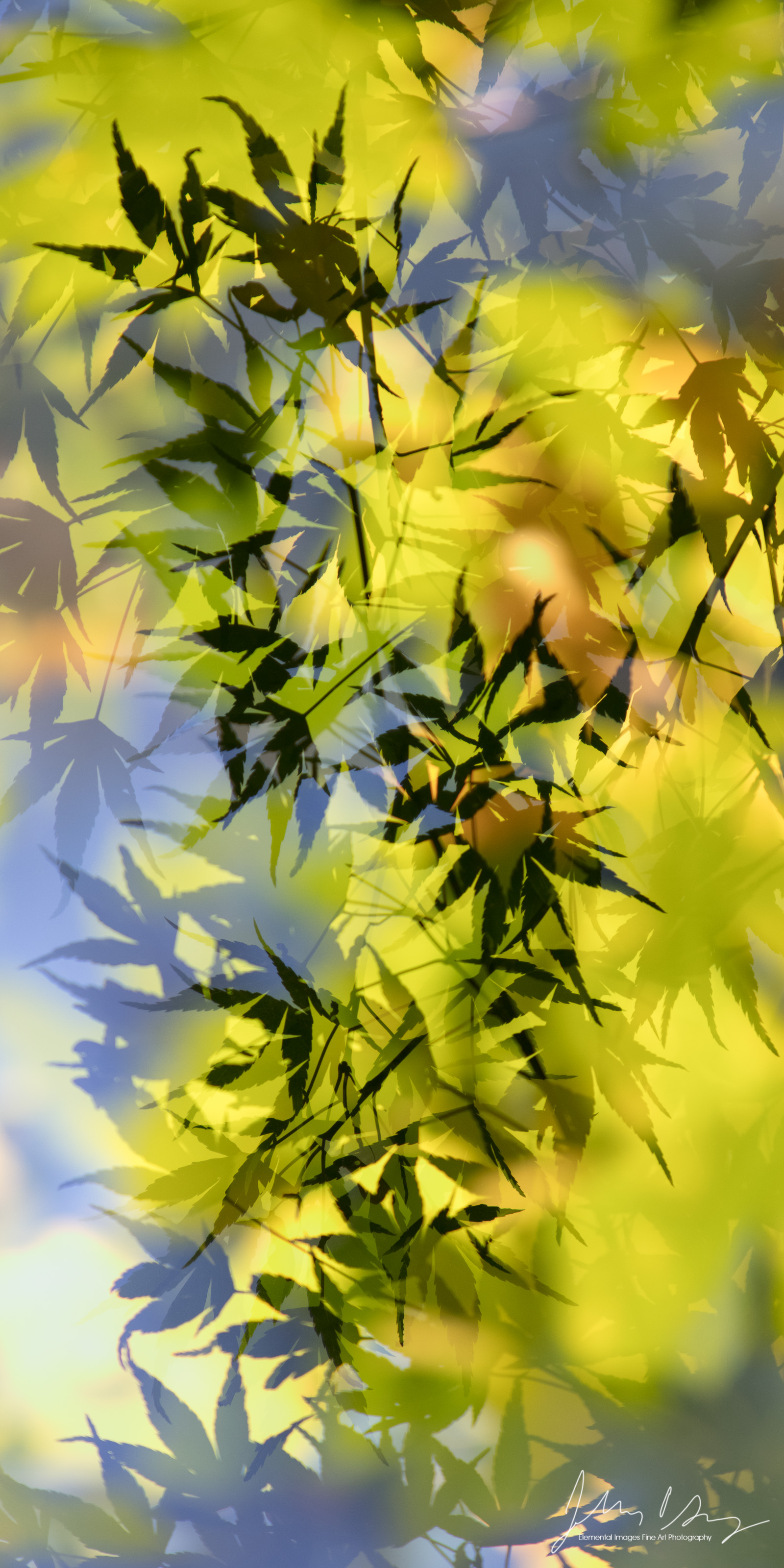 AB1557-Edit.jpg