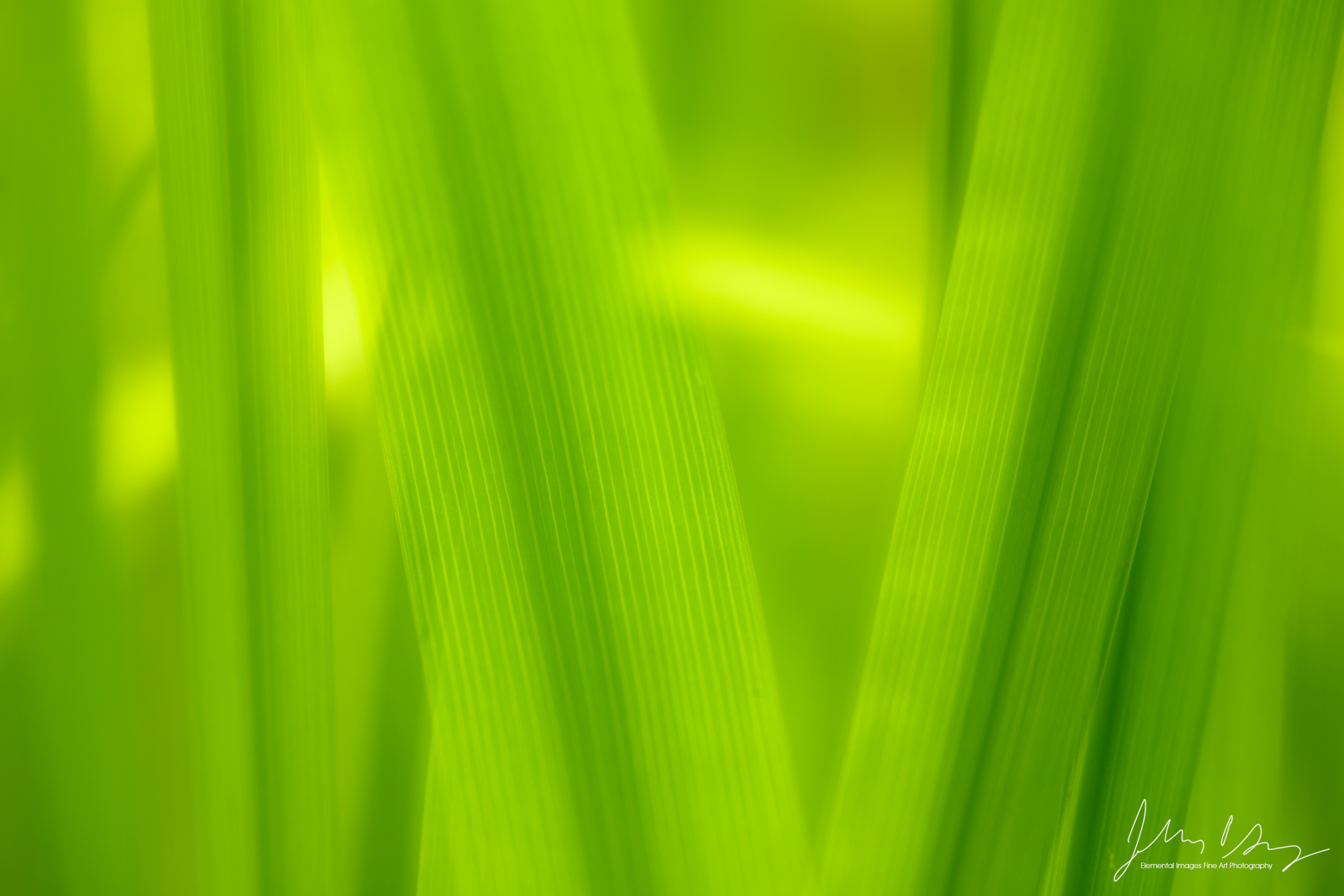 _39A4802.jpg