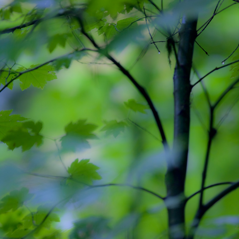 Leaves
