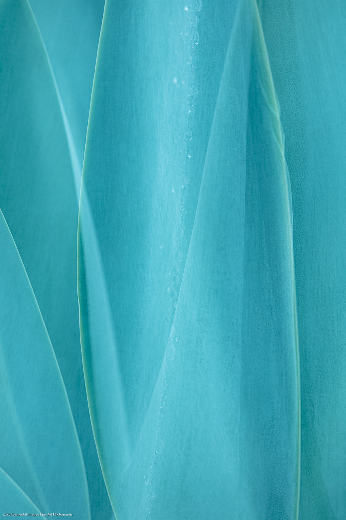 Agaves #39 | San Marino | CA |  - © 2020 Elemental Images Fine Art Photography - All Rights Reserved Worldwide