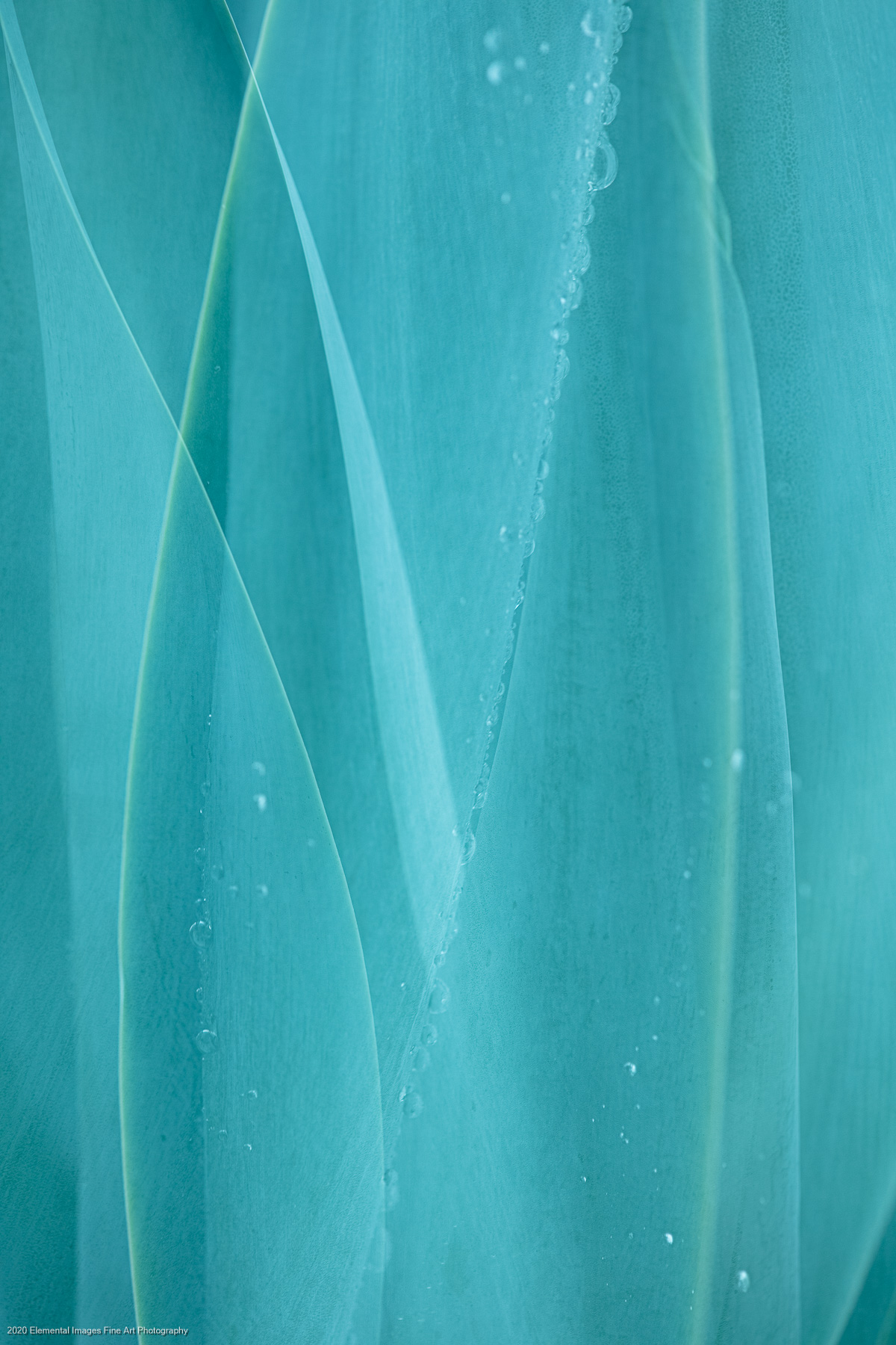 Agaves #42 | San Marino | CA |  - © 2020 Elemental Images Fine Art Photography - All Rights Reserved Worldwide