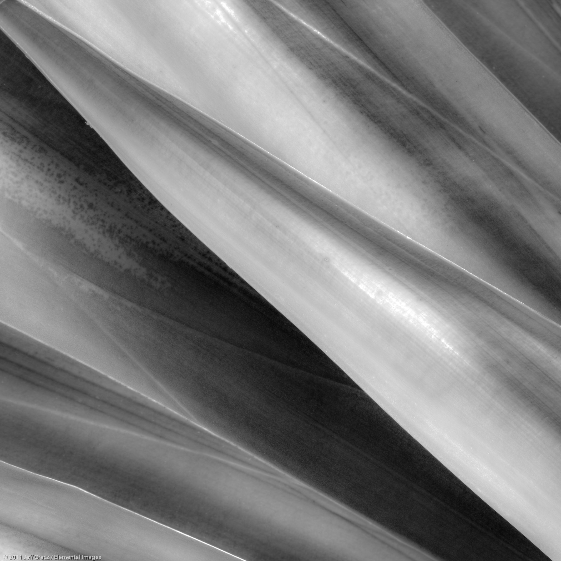 Agaves I | Encinitas | CA | USA - © © 2011 Jeff Gracz / Elemental Images - All Rights Reserved Worldwide