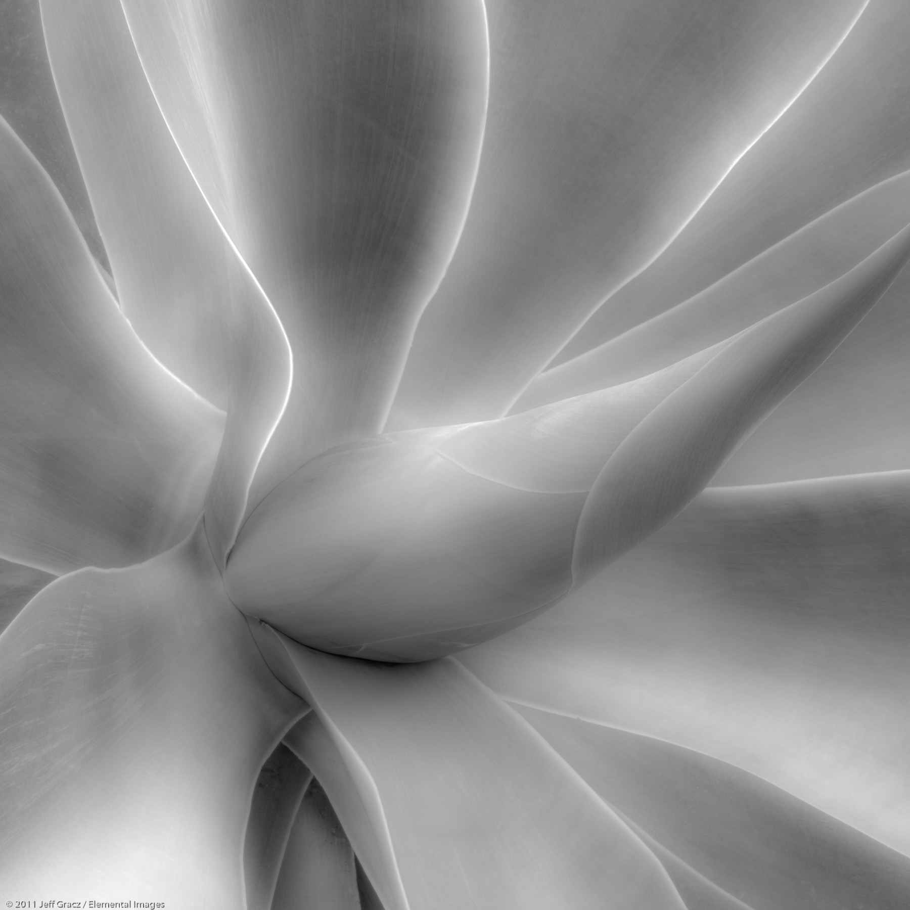 Agaves XII | San Diego | CA | USA - © © 2011 Jeff Gracz / Elemental Images - All Rights Reserved Worldwide