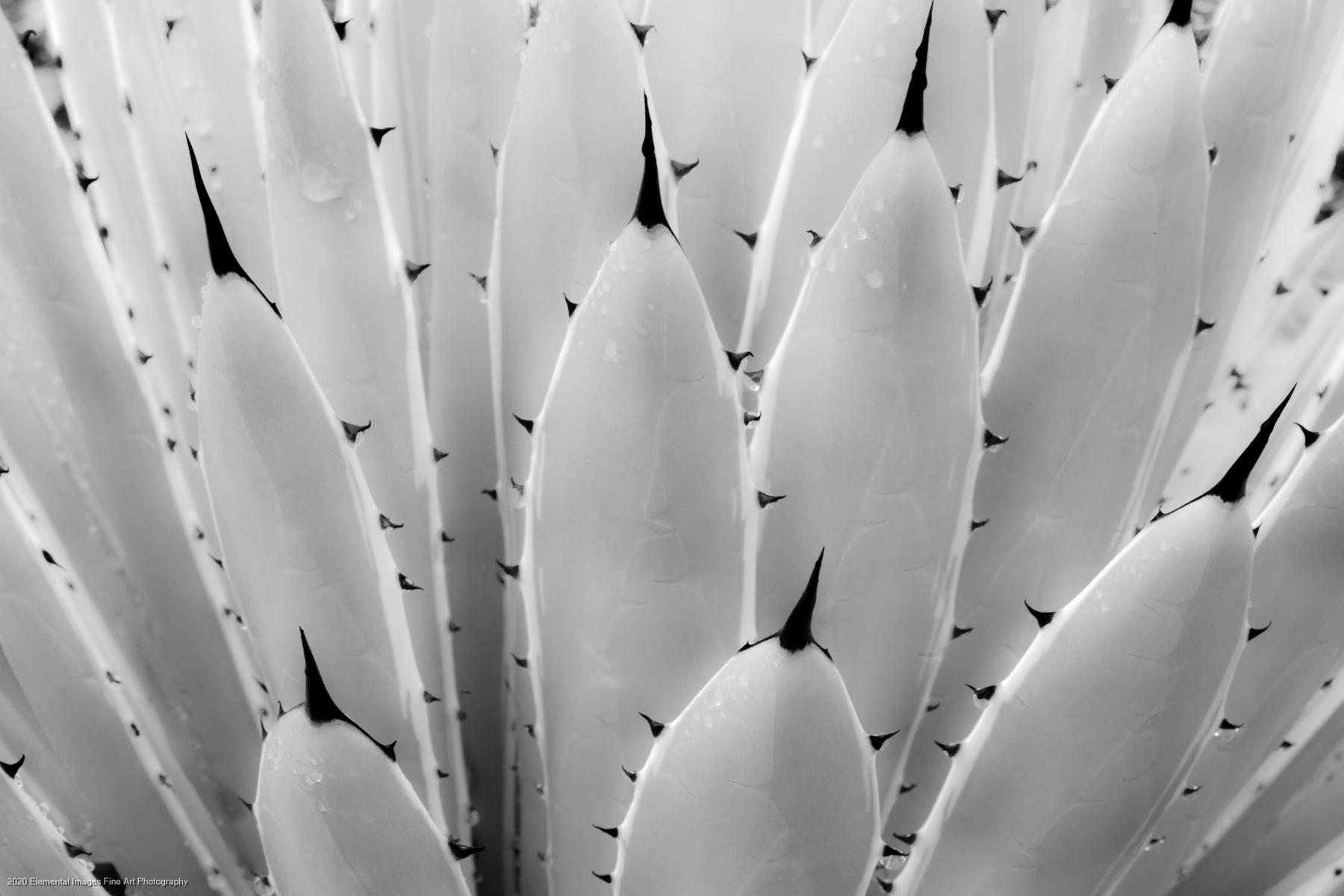 Agaves #24 | San Marino | CA |  - © 2020 Elemental Images Fine Art Photography - All Rights Reserved Worldwide