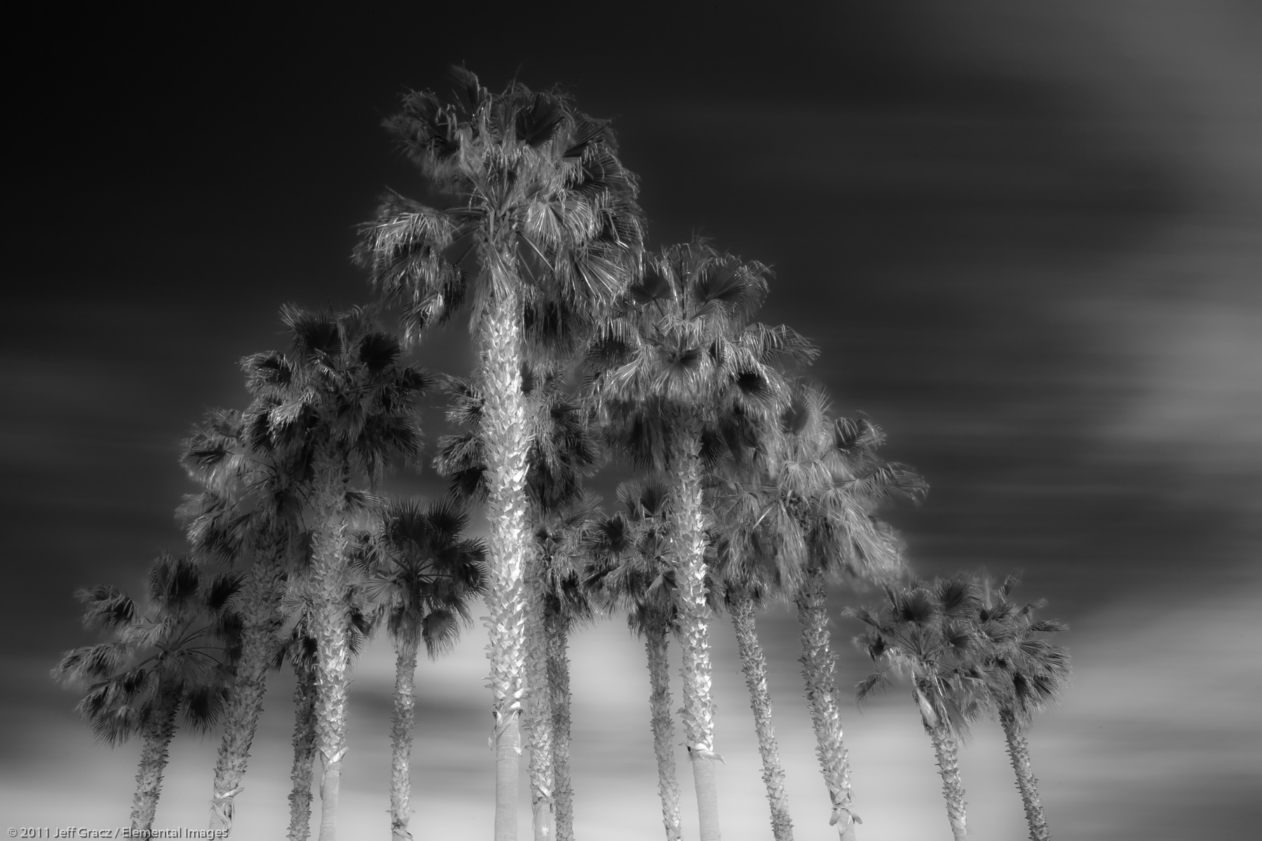Palms | Imperial Beach | CA | USA - © © 2011 Jeff Gracz / Elemental Images - All Rights Reserved Worldwide