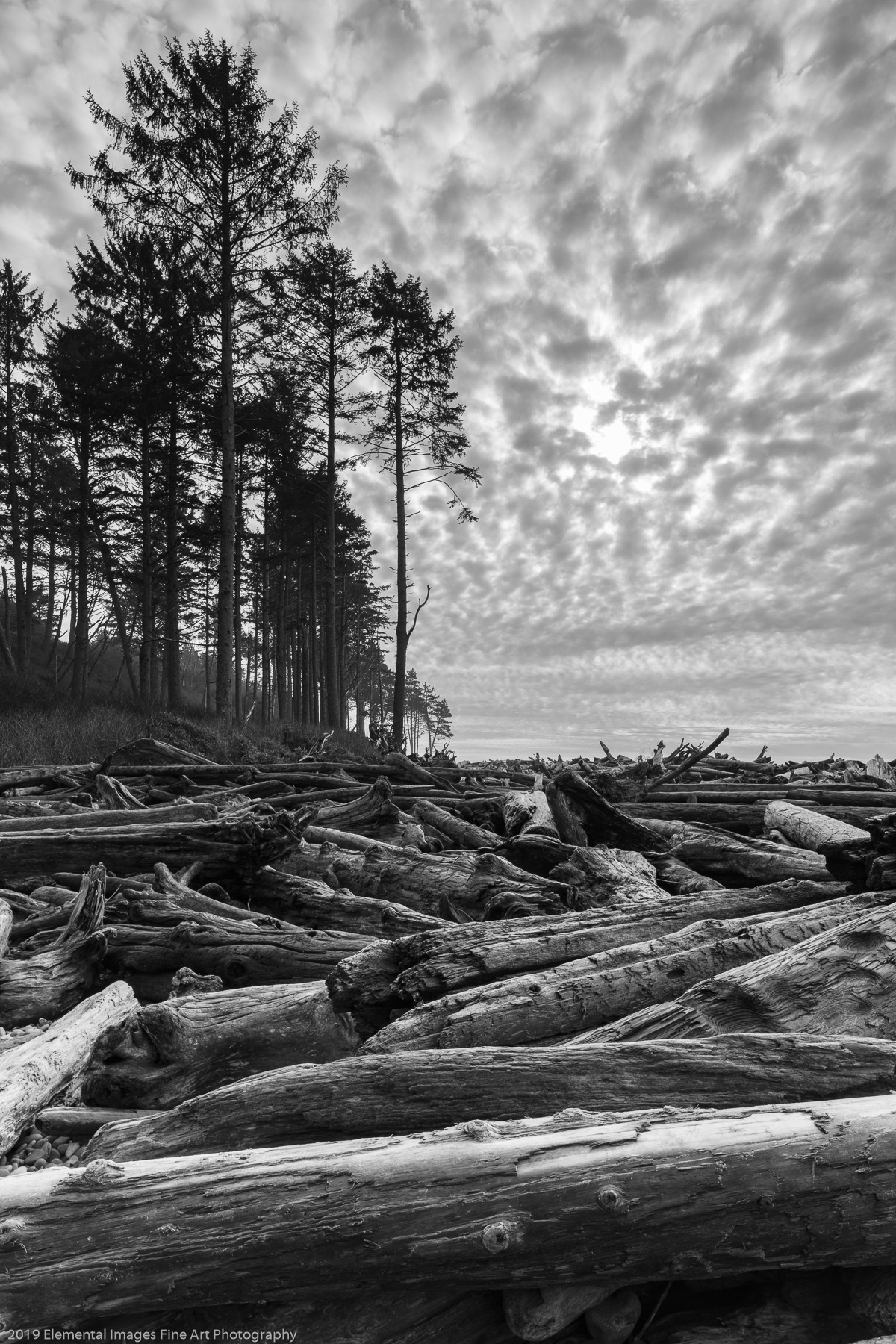 Sky and Timber | Olympic National Park | WA | USA - © 2019 Elemental Images Fine Art Photography - All Rights Reserved Worldwide