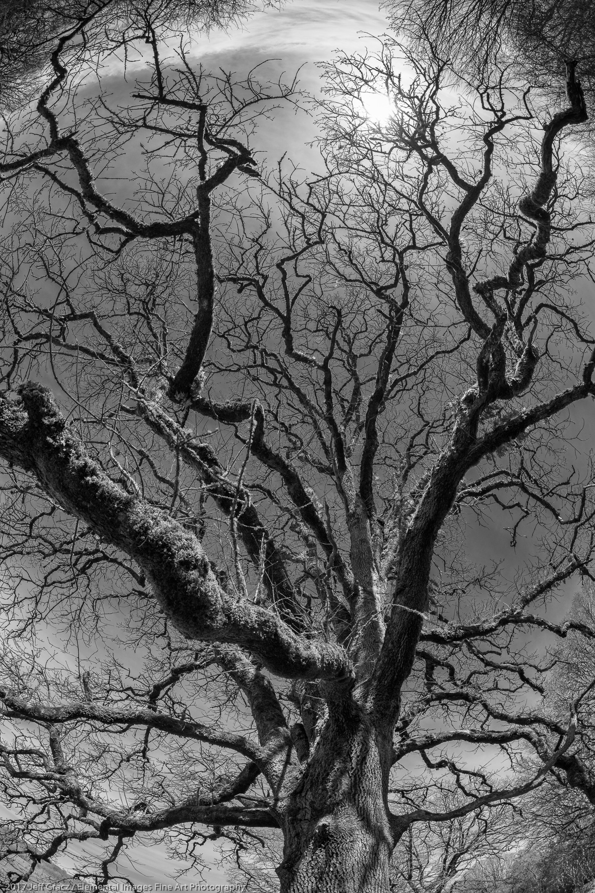 Oak Tree with Fisheye | Ridgefield National Wildlife Refuge | WA | USA - © 2017 Jeff Gracz / Elemental Images Fine Art Photography - All Rights Reserved Worldwide