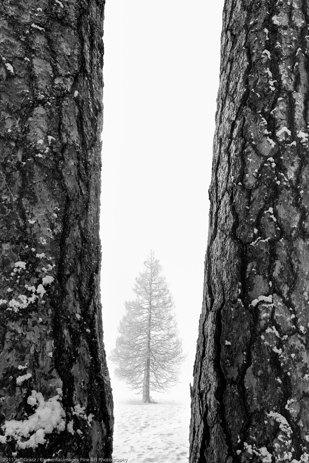 Three trees | Yosemite National Park | CA | USA - © 2011 Jeff Gracz / Elemental Images Fine Art Photography - All Rights Reserved Worldwide