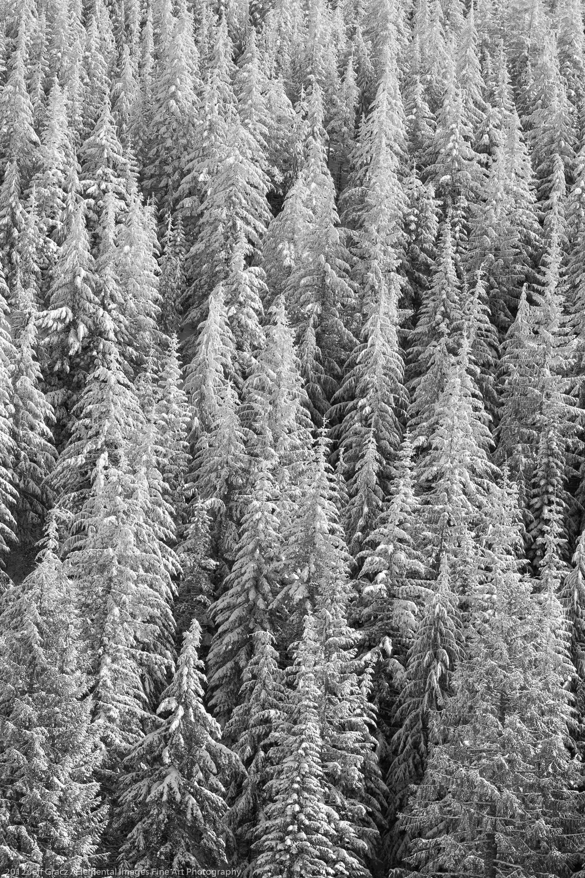 Coniferous Forest in Winter | Mt Hood National Forest | OR | USA - © 2012 Jeff Gracz / Elemental Images Fine Art Photography - All Rights Reserved Worldwide