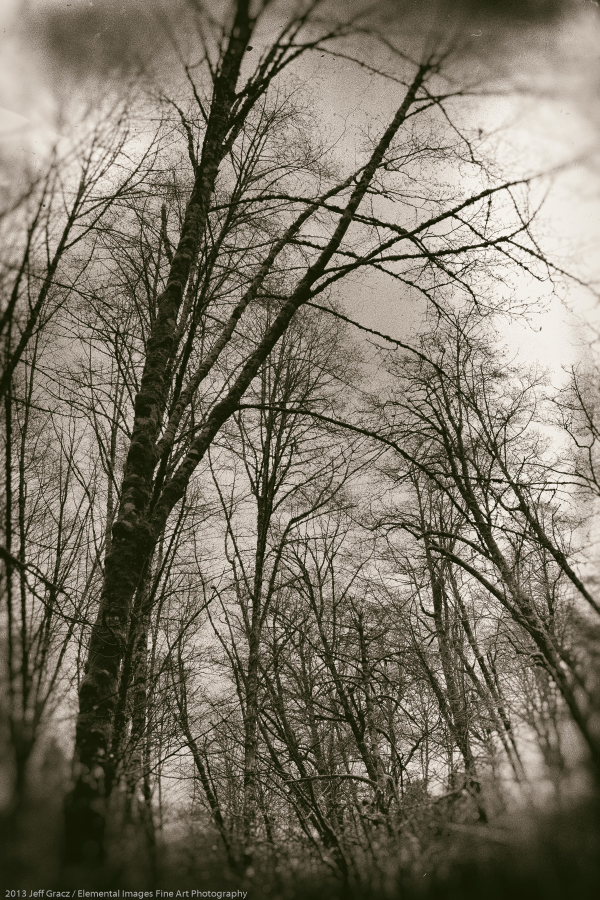 Branches V | Portland | OR | USA - © 2013 Jeff Gracz / Elemental Images Fine Art Photography - All Rights Reserved Worldwide