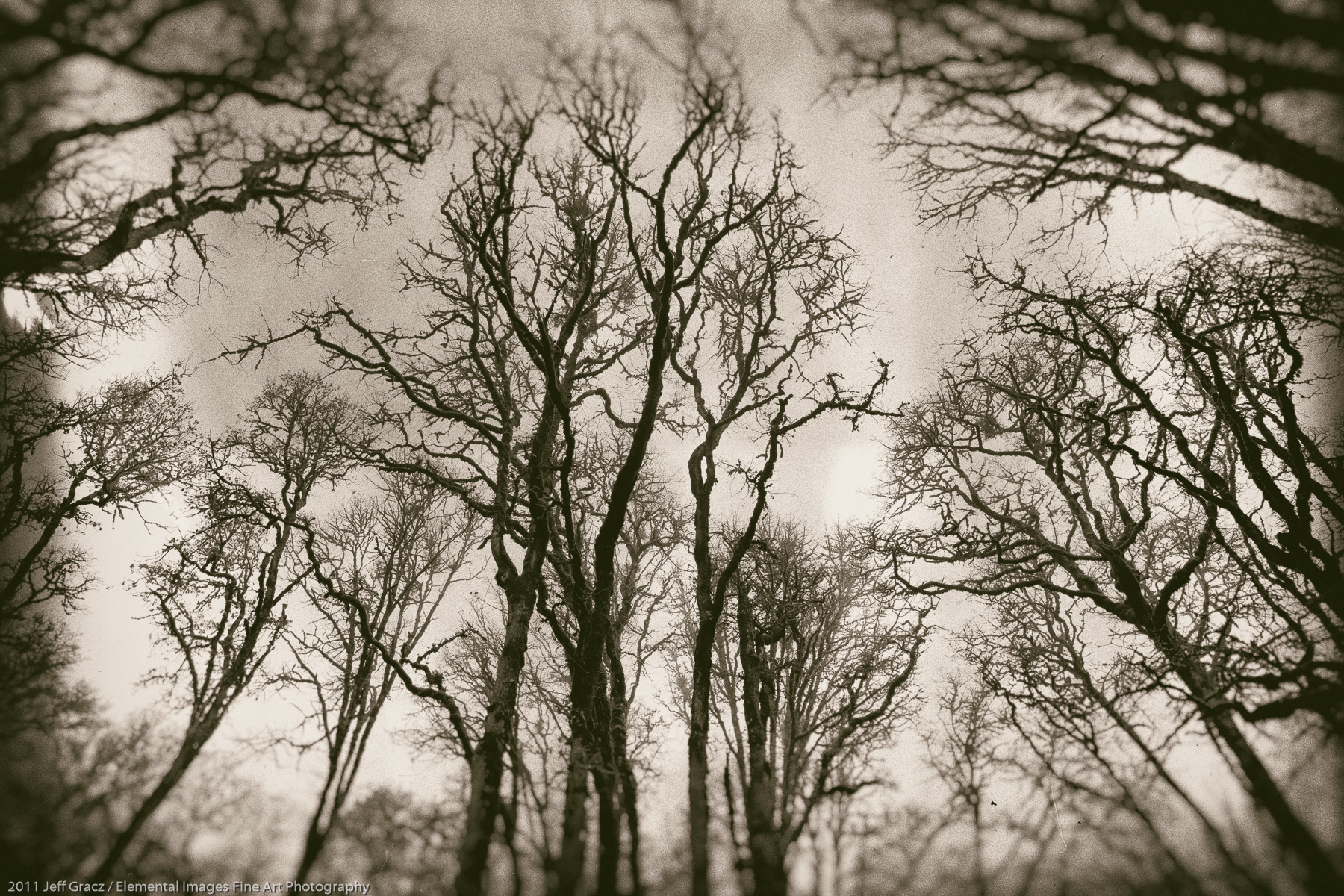 Branches XVI |  | OR | USA - © 2011 Jeff Gracz / Elemental Images Fine Art Photography - All Rights Reserved Worldwide