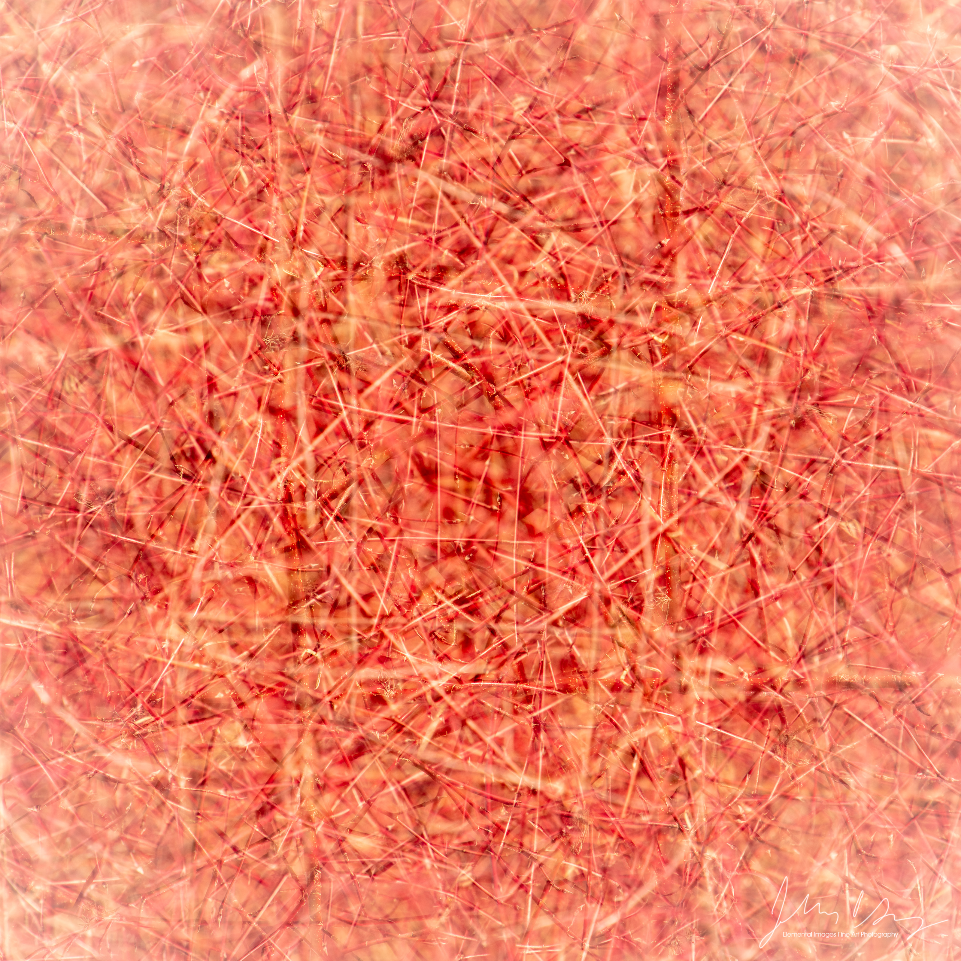 AB1731.jpg