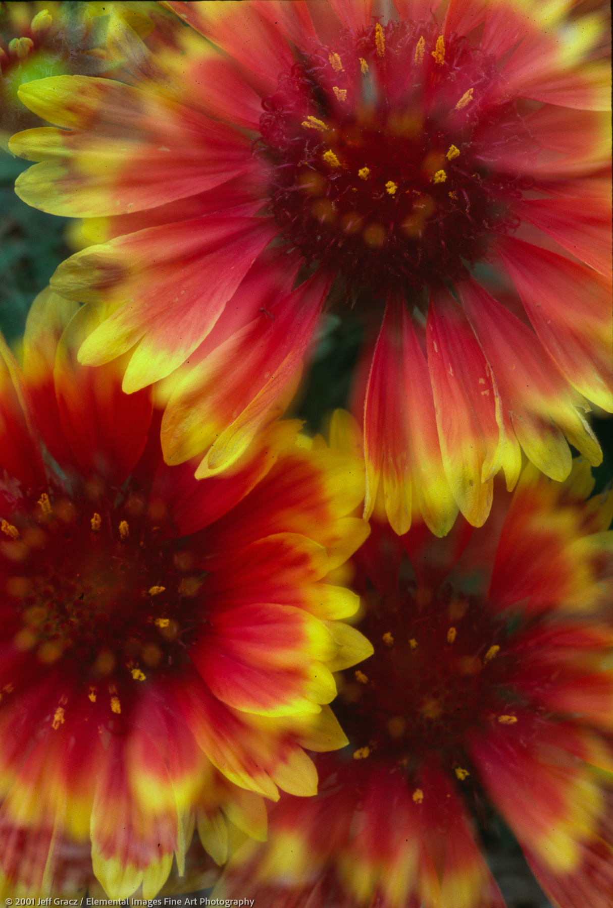 blanket flower double exposure | arcadia | CA | usa - © © 2001 Jeff Gracz / Elemental Images Fine Art Photography - All Rights Reserved Worldwide