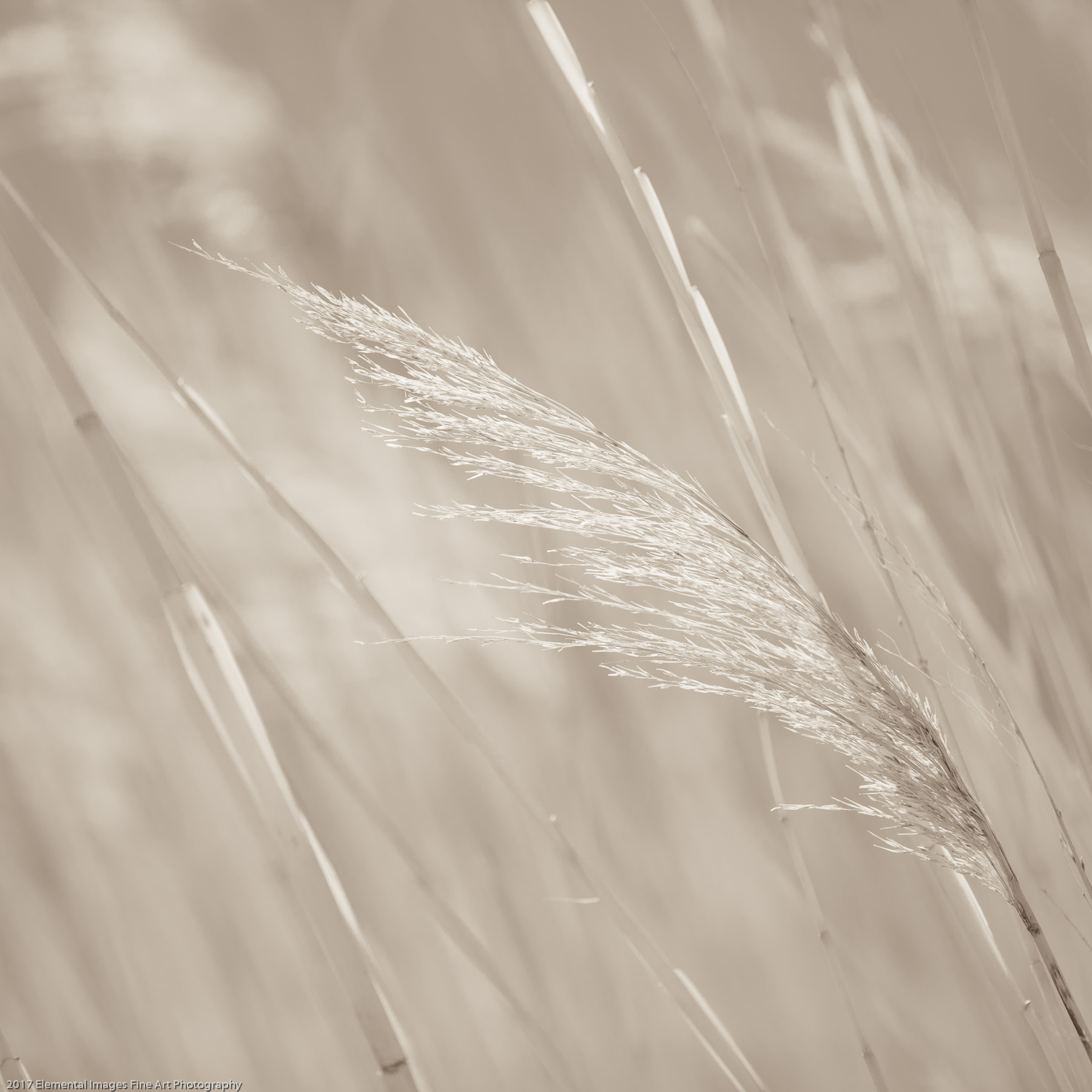 Grasses #148 | Summer Lake | OR | USA - © 2017 Elemental Images Fine Art Photography - All Rights Reserved Worldwide