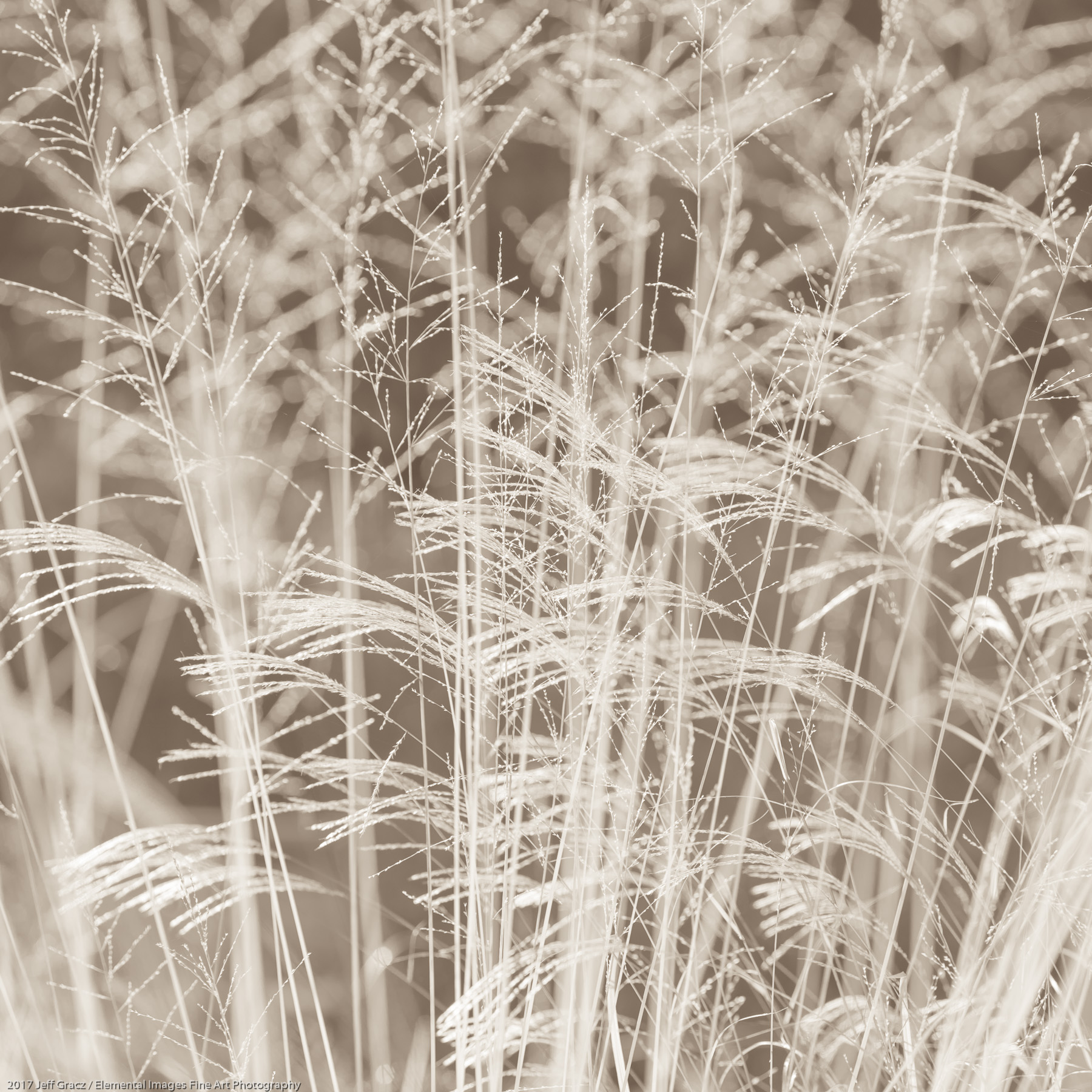 Grasses #151 | Silverton | OR | USA - © 2017 Jeff Gracz / Elemental Images Fine Art Photography - All Rights Reserved Worldwide