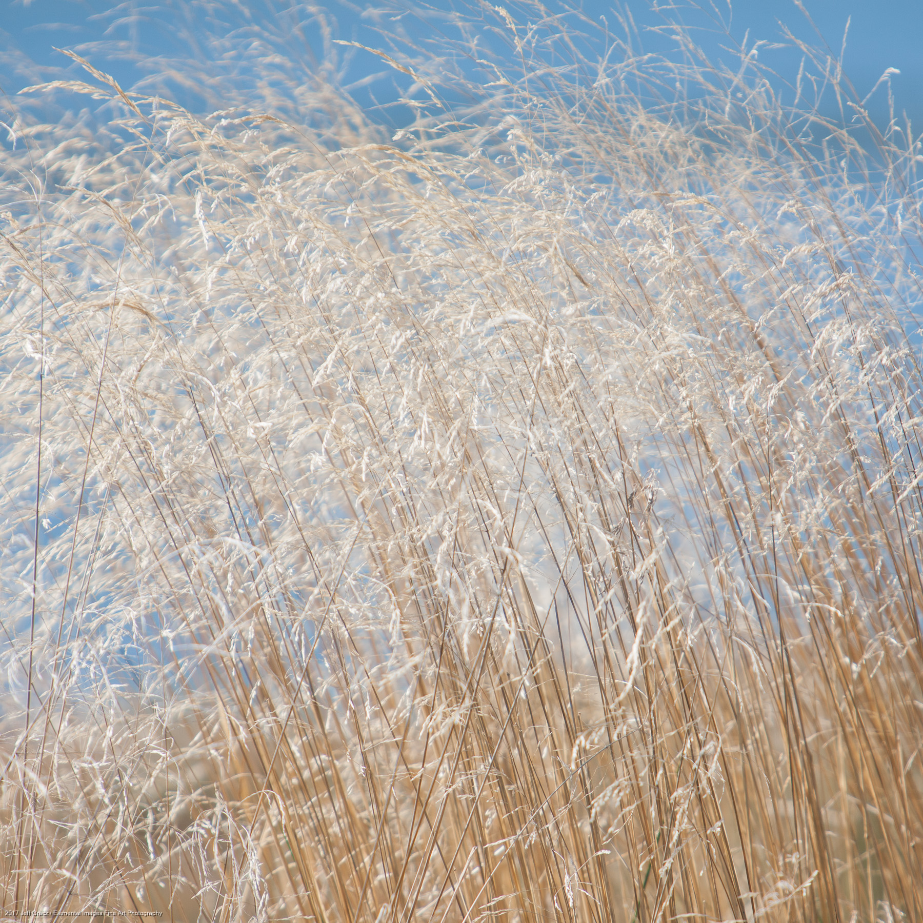 Grasses #162 | Three Rocks | OR | USA - © 2017 Jeff Gracz / Elemental Images Fine Art Photography - All Rights Reserved Worldwide