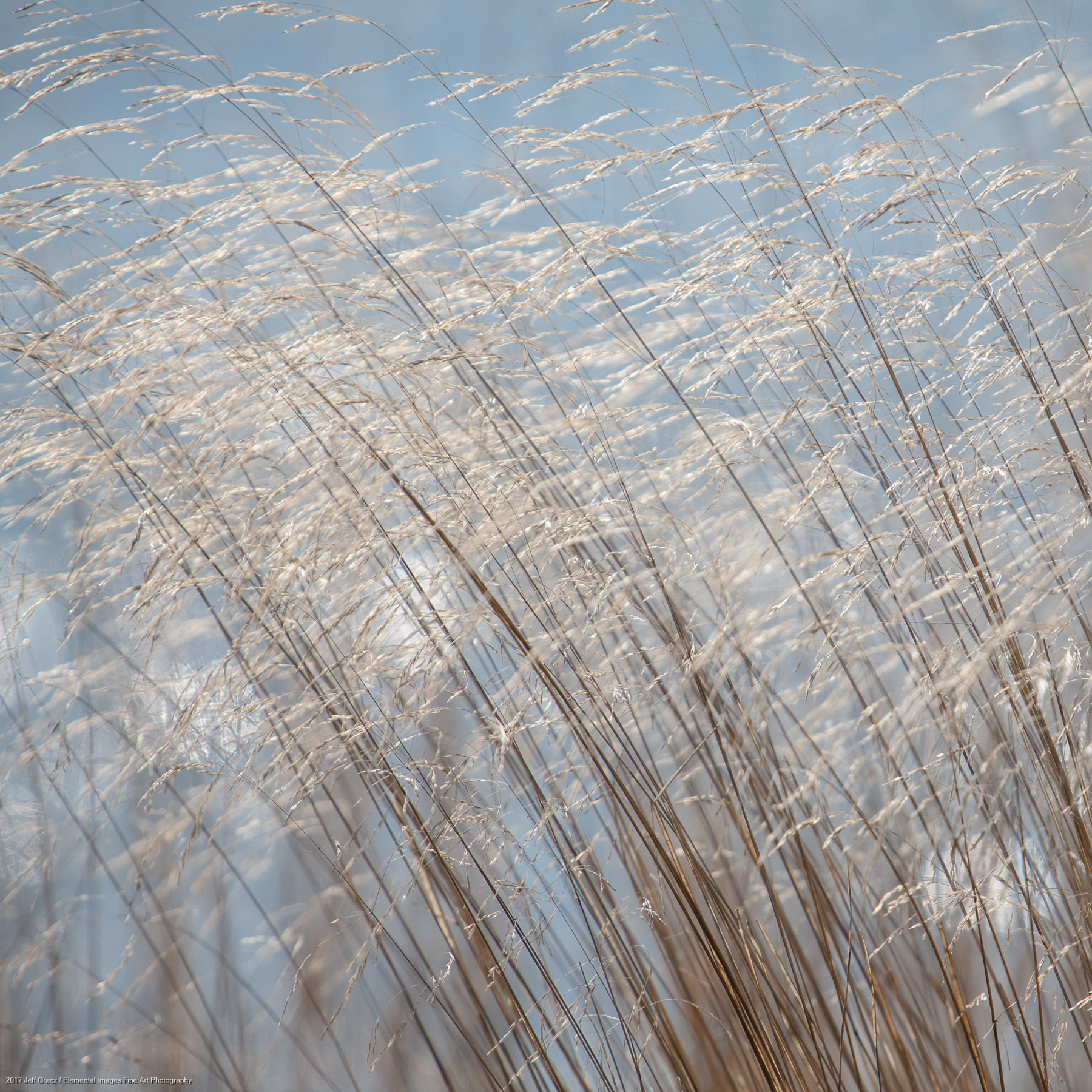 Grasses #165 | Three Rocks | OR | USA - © 2017 Jeff Gracz / Elemental Images Fine Art Photography - All Rights Reserved Worldwide