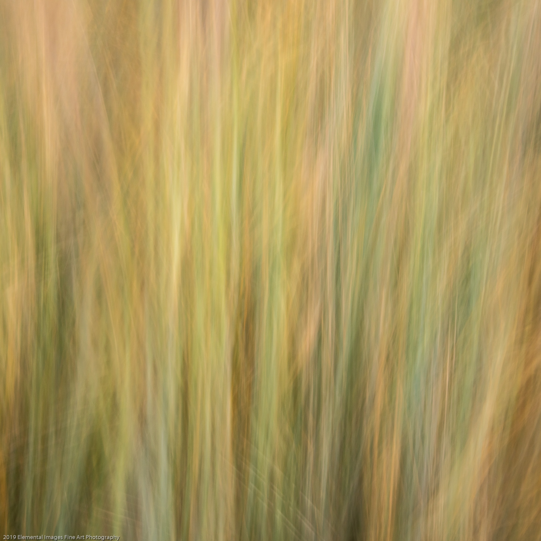 Grasses #174 |  | AK | USA - © 2019 Elemental Images Fine Art Photography - All Rights Reserved Worldwide