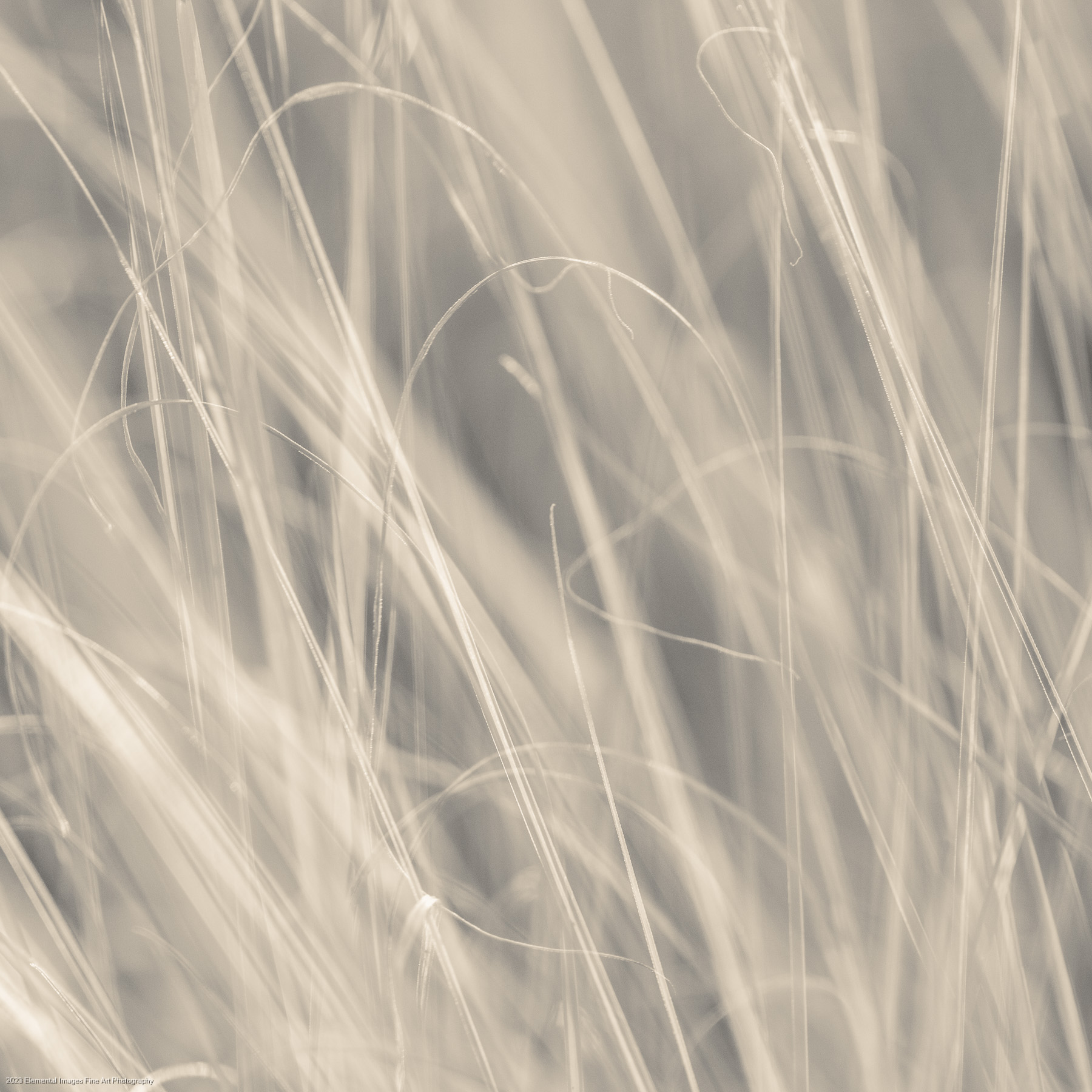 Grasses #191 | Portland | OR | USA - © 2023 Elemental Images Fine Art Photography - All Rights Reserved Worldwide