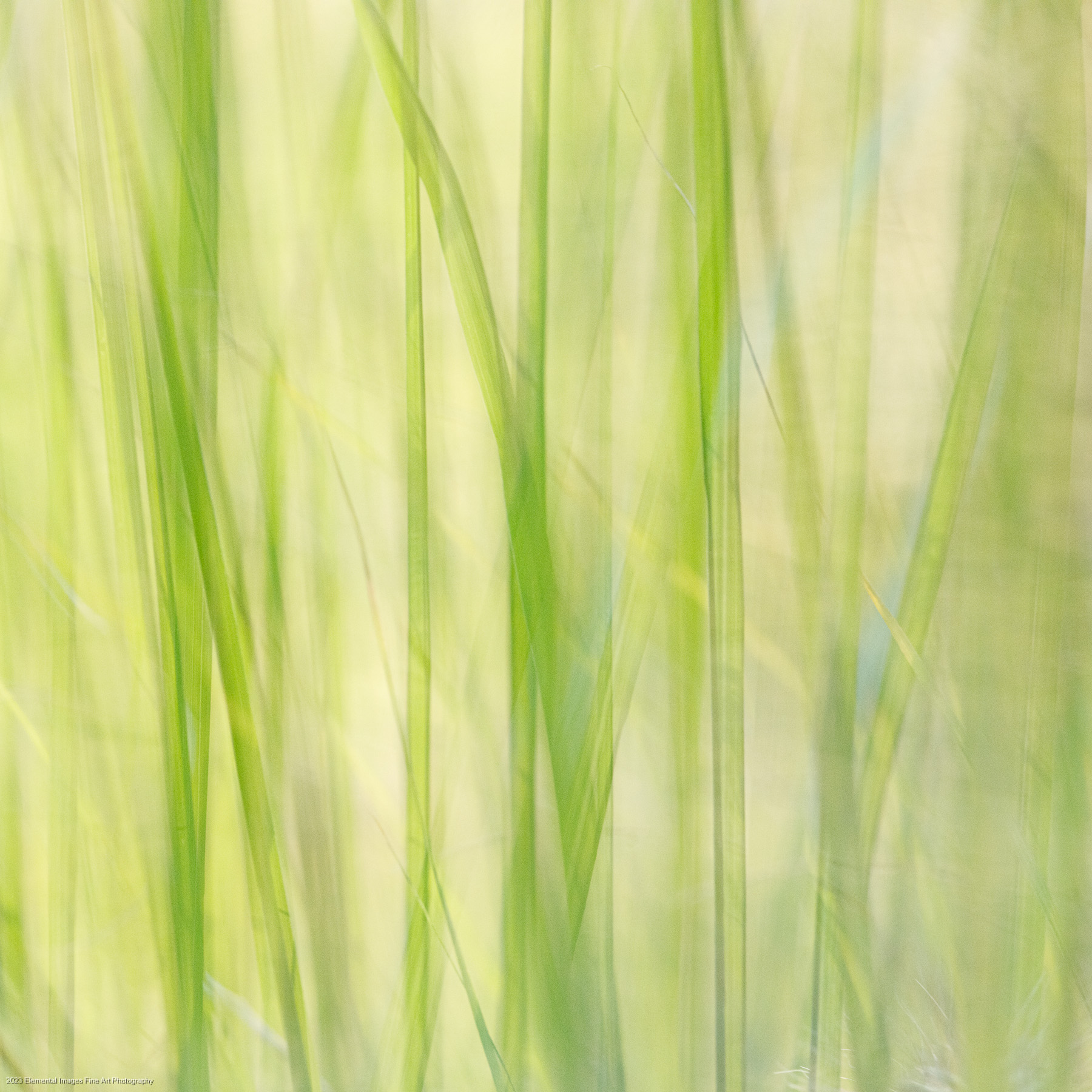 Grasses #192 | Portland | OR | USA - © 2023 Elemental Images Fine Art Photography - All Rights Reserved Worldwide