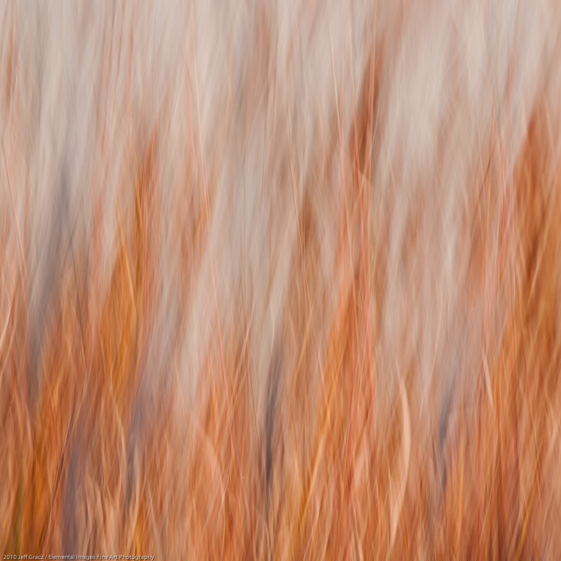 Grasses CXXXV | Portland | OR | USA - © 2010 Jeff Gracz / Elemental Images Fine Art Photography - All Rights Reserved Worldwide