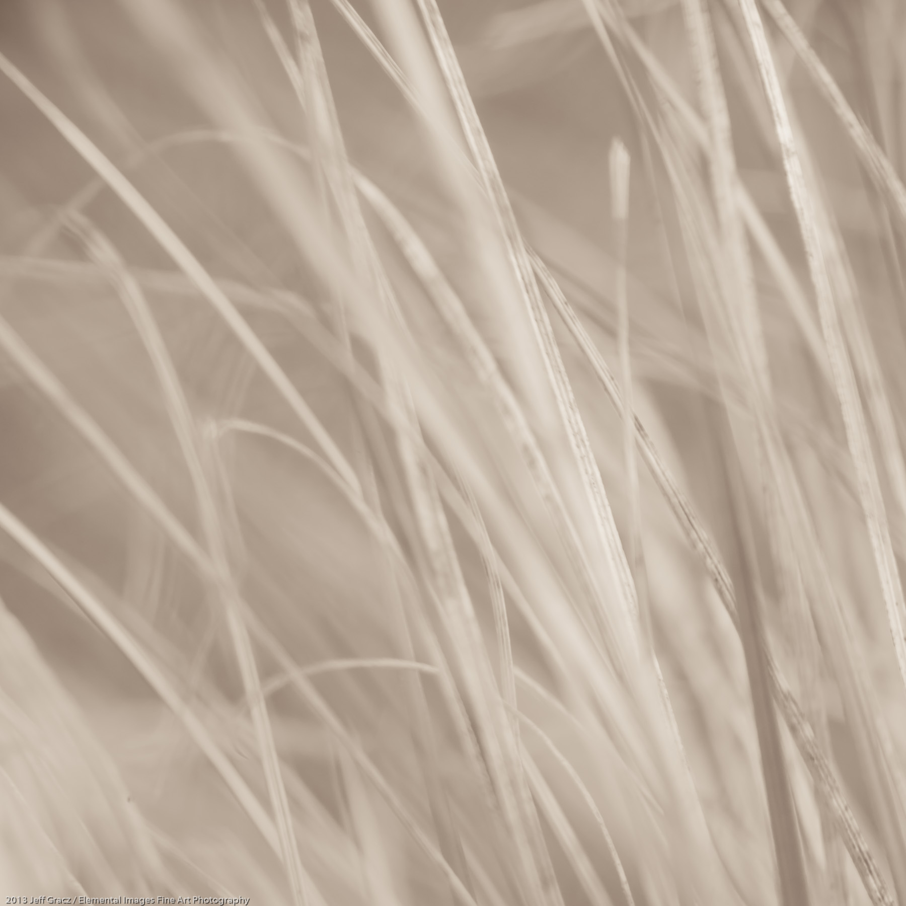 Grasses XXXV | Portland | OR | USA - © 2013 Jeff Gracz / Elemental Images Fine Art Photography - All Rights Reserved Worldwide