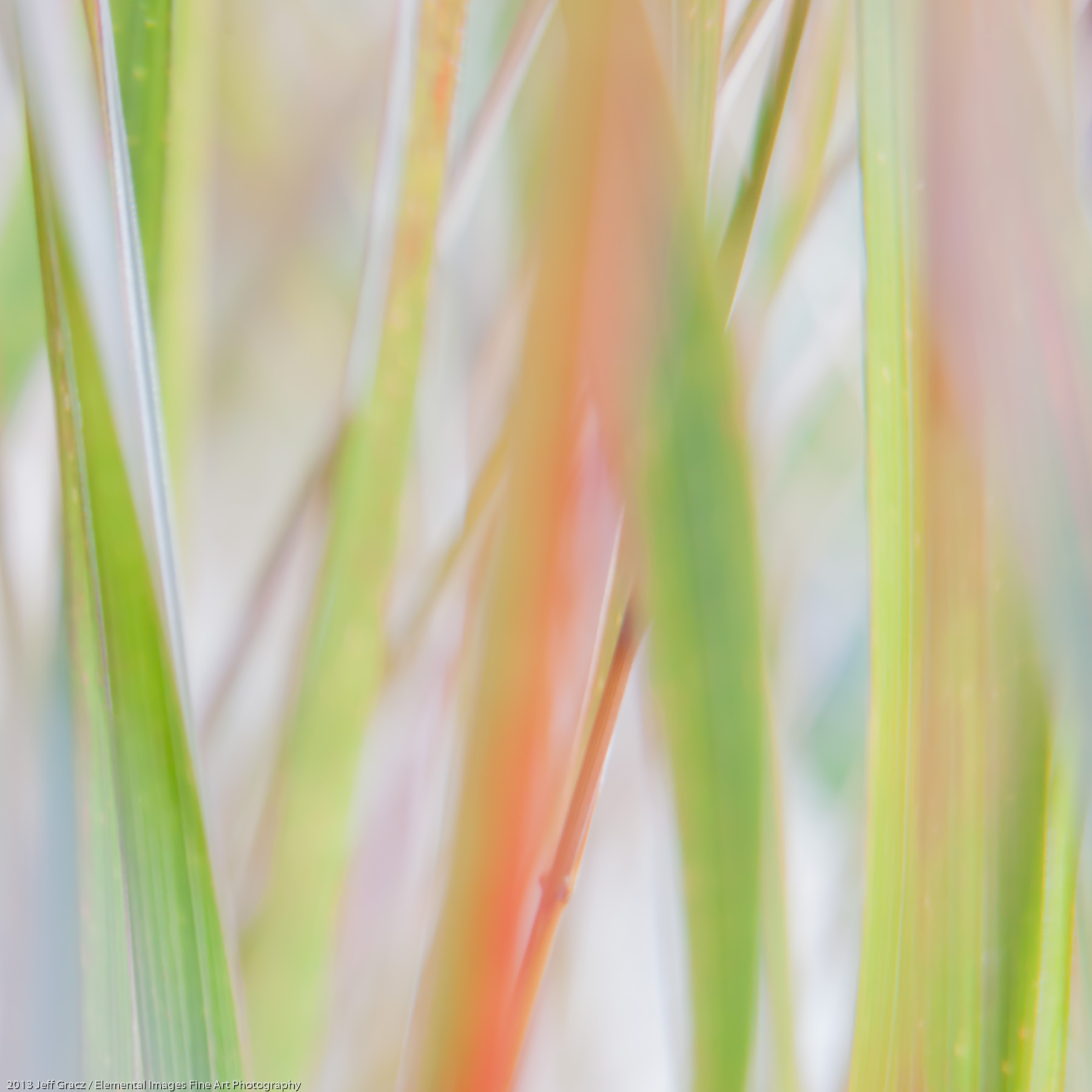 Grasses XLIII | Portland | OR | USA - © 2013 Jeff Gracz / Elemental Images Fine Art Photography - All Rights Reserved Worldwide