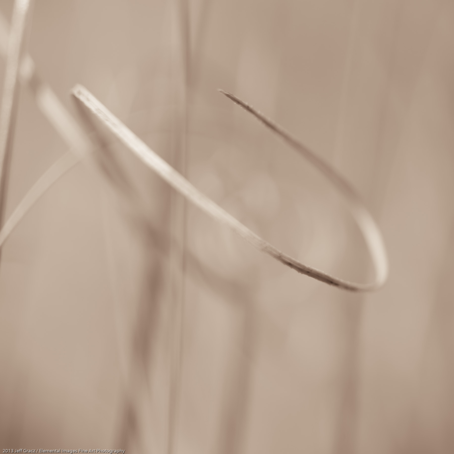 Grasses LII | Portland | OR | USA - © 2013 Jeff Gracz / Elemental Images Fine Art Photography - All Rights Reserved Worldwide