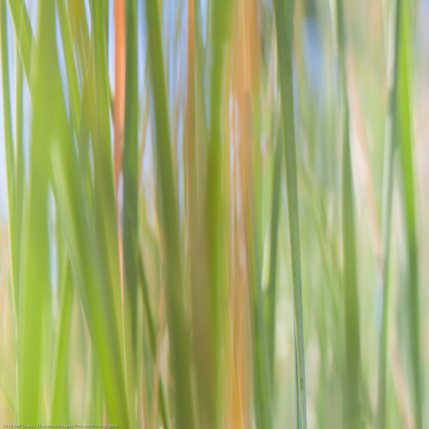Grasses LXII | Portland | OR | USA - © 2013 Jeff Gracz / Elemental Images Fine Art Photography - All Rights Reserved Worldwide