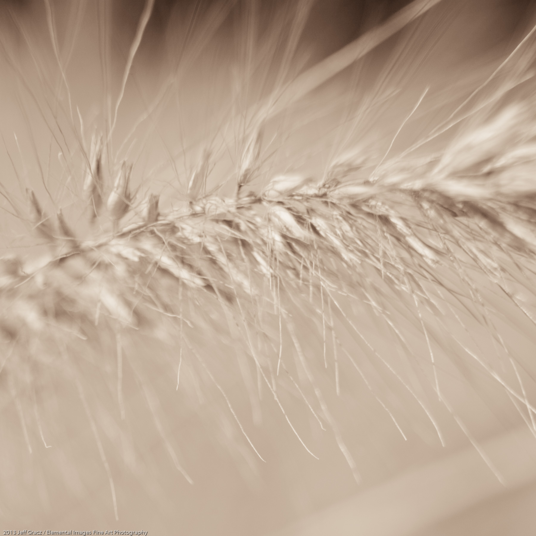 Grasses LVIII | Portland | OR | USA - © 2013 Jeff Gracz / Elemental Images Fine Art Photography - All Rights Reserved Worldwide