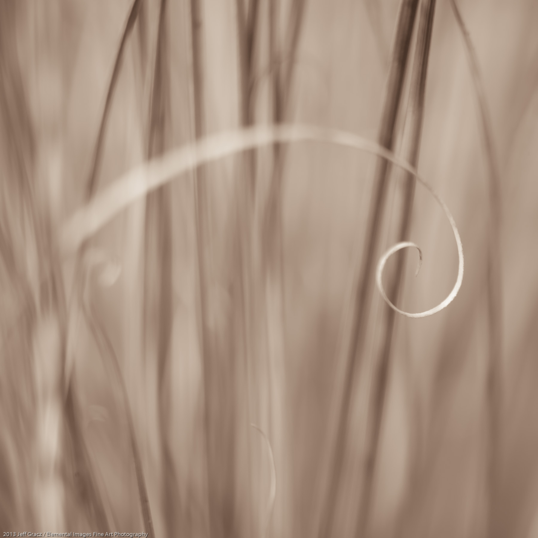 Grasses LXI | Portland | OR | USA - © 2013 Jeff Gracz / Elemental Images Fine Art Photography - All Rights Reserved Worldwide