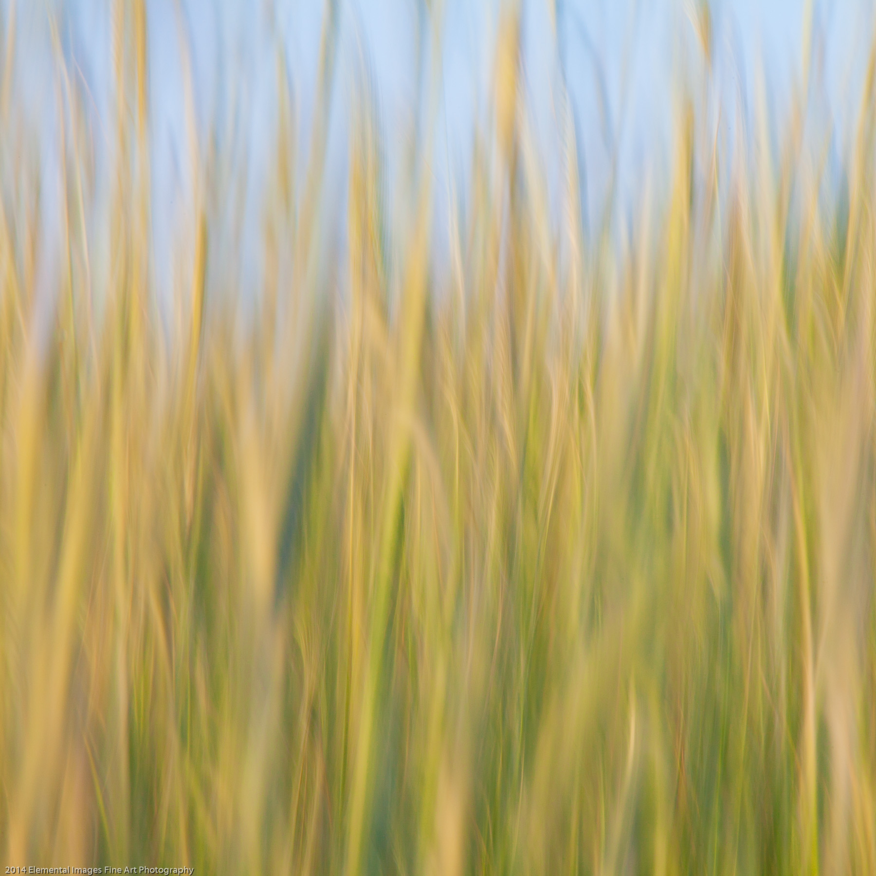 Grasses CI | The Palouse | WA | USA - © 2014 Elemental Images Fine Art Photography - All Rights Reserved Worldwide