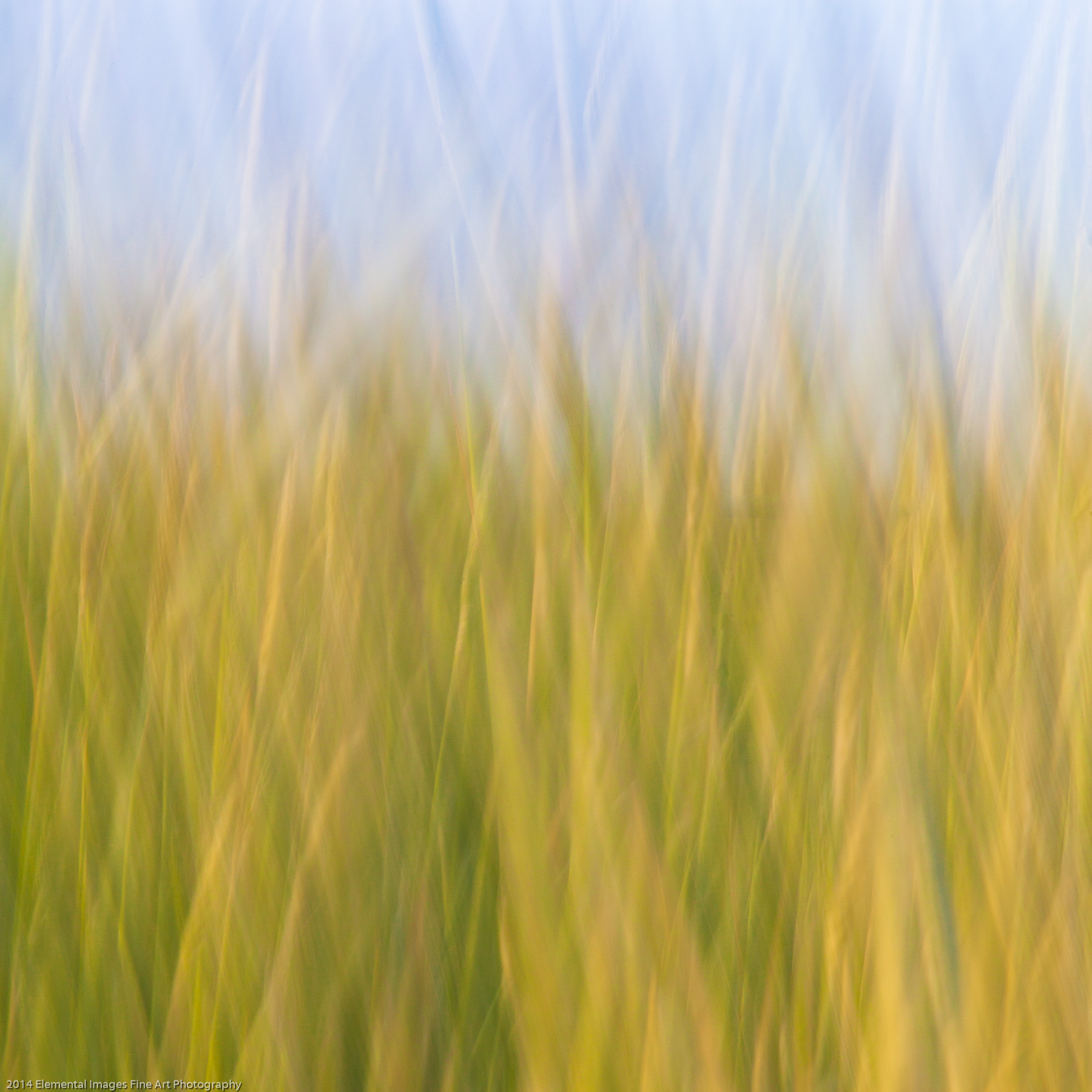 Grasses CII | The Palouse | WA | USA - © 2014 Elemental Images Fine Art Photography - All Rights Reserved Worldwide