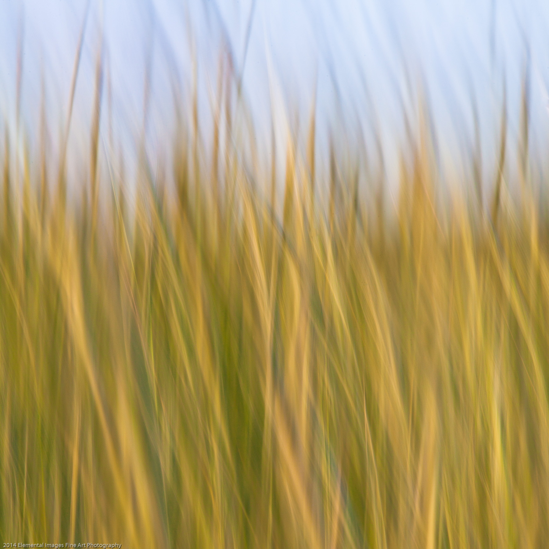 Grasses CIII | The Palouse | WA | USA - © 2014 Elemental Images Fine Art Photography - All Rights Reserved Worldwide