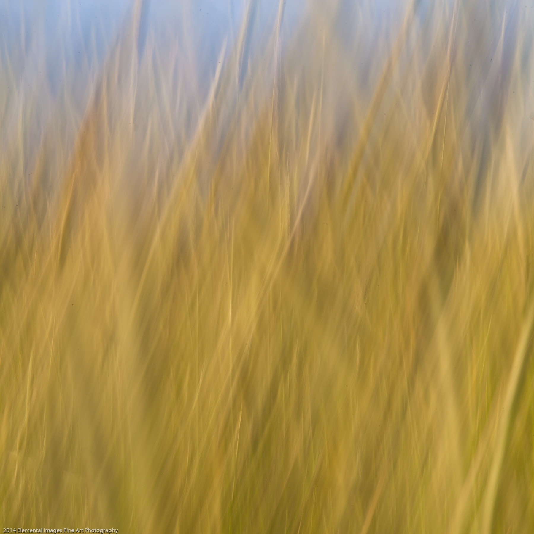 Grasses CIX | The Palouse | WA | USA - © 2014 Elemental Images Fine Art Photography - All Rights Reserved Worldwide
