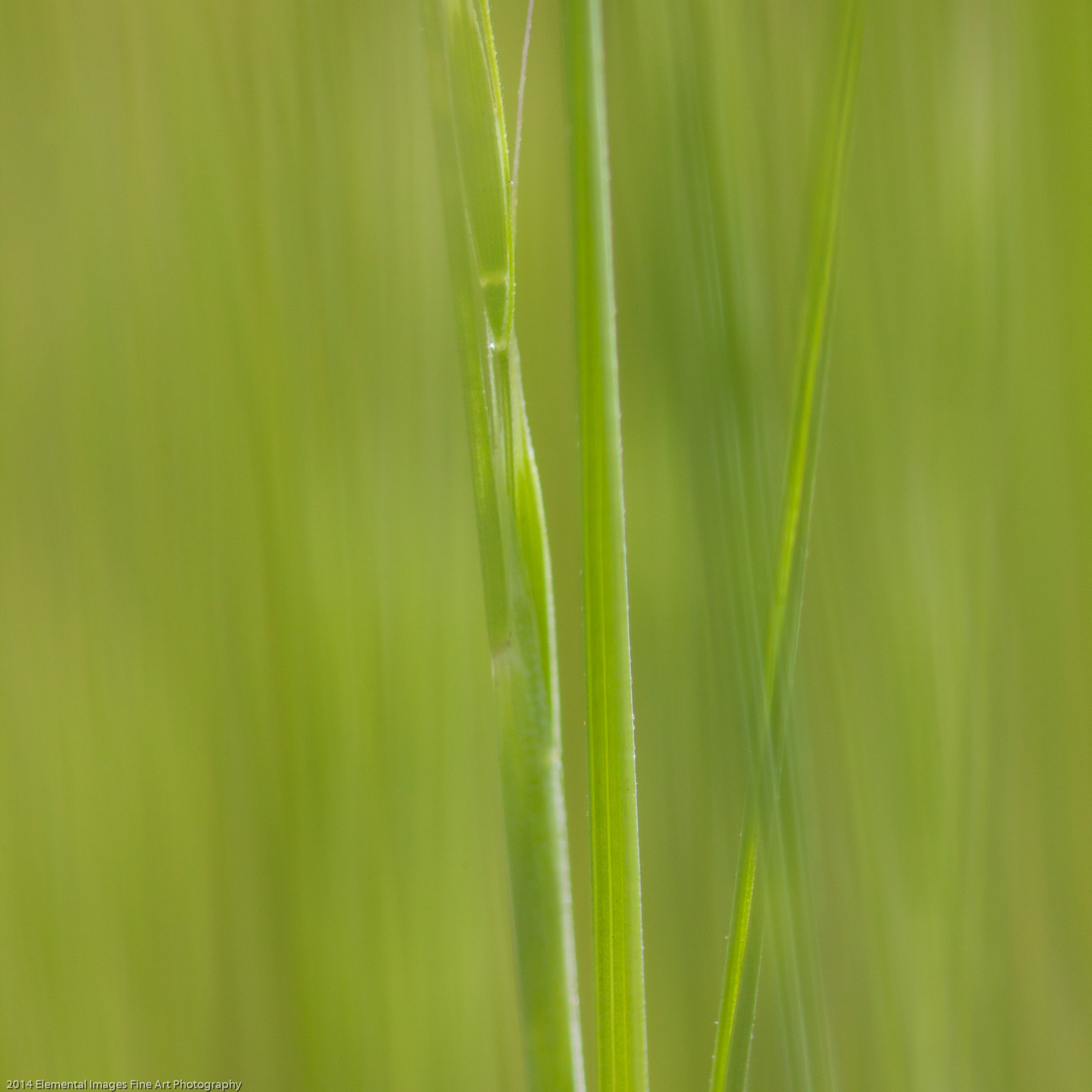 Grasses CXXXII | The Palouse | WA | USA - © 2014 Elemental Images Fine Art Photography - All Rights Reserved Worldwide