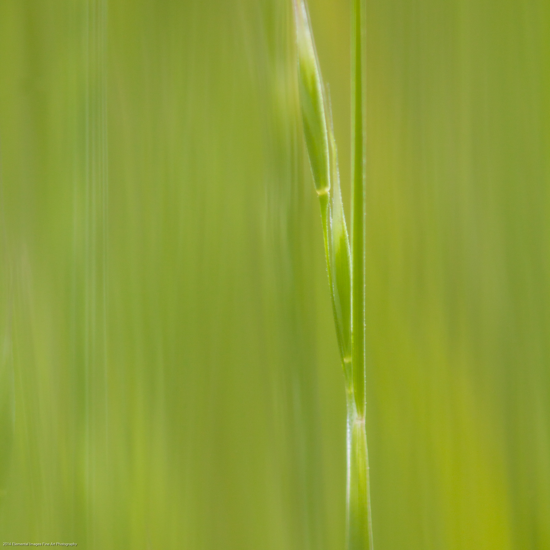 Grasses CXXXIII | The Palouse | WA | USA - © 2014 Elemental Images Fine Art Photography - All Rights Reserved Worldwide