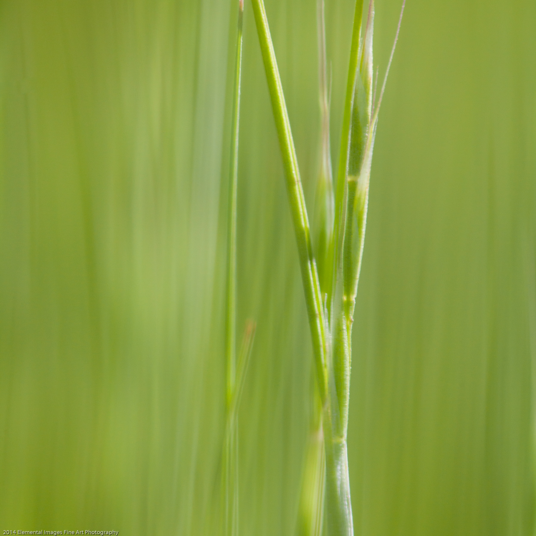 Grasses CXXXIV | The Palouse | WA | USA - © 2014 Elemental Images Fine Art Photography - All Rights Reserved Worldwide