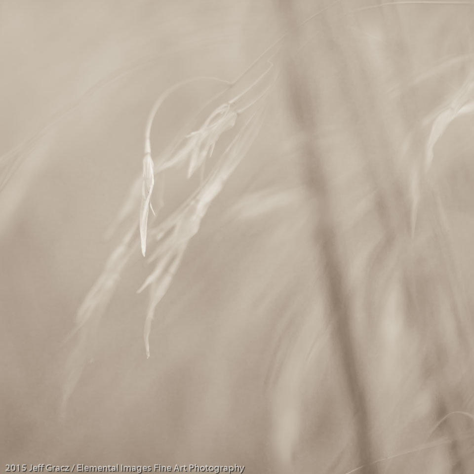 Grasses #142 | Vancouver | WA | USA - © 2015 Jeff Gracz / Elemental Images Fine Art Photography - All Rights Reserved Worldwide