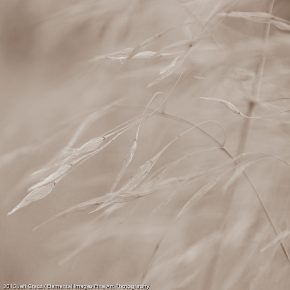 Grasses #143 | Smith Rock State Park | OR | USA - © 2015 Jeff Gracz / Elemental Images Fine Art Photography - All Rights Reserved Worldwide