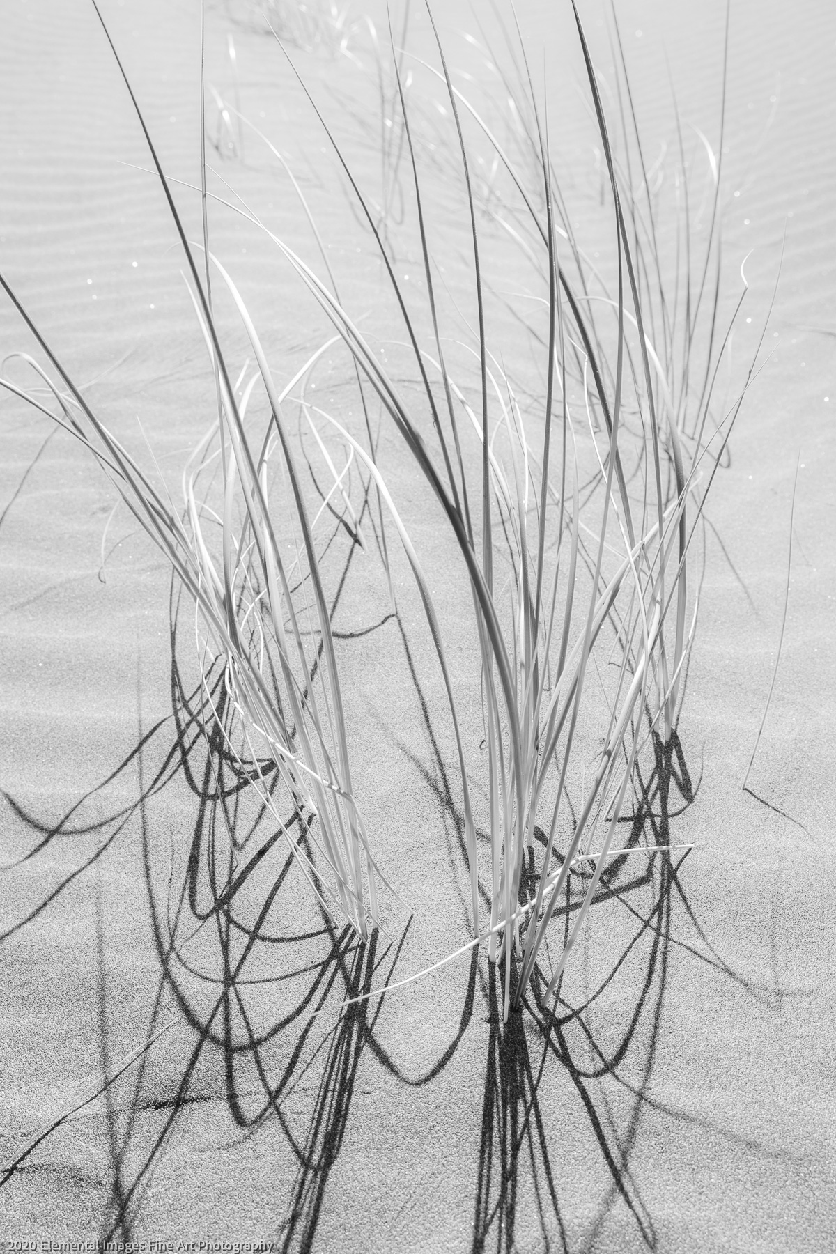 Grasses #178 | Pistol River | OR | USA - © 2020 Elemental Images Fine Art Photography - All Rights Reserved Worldwide