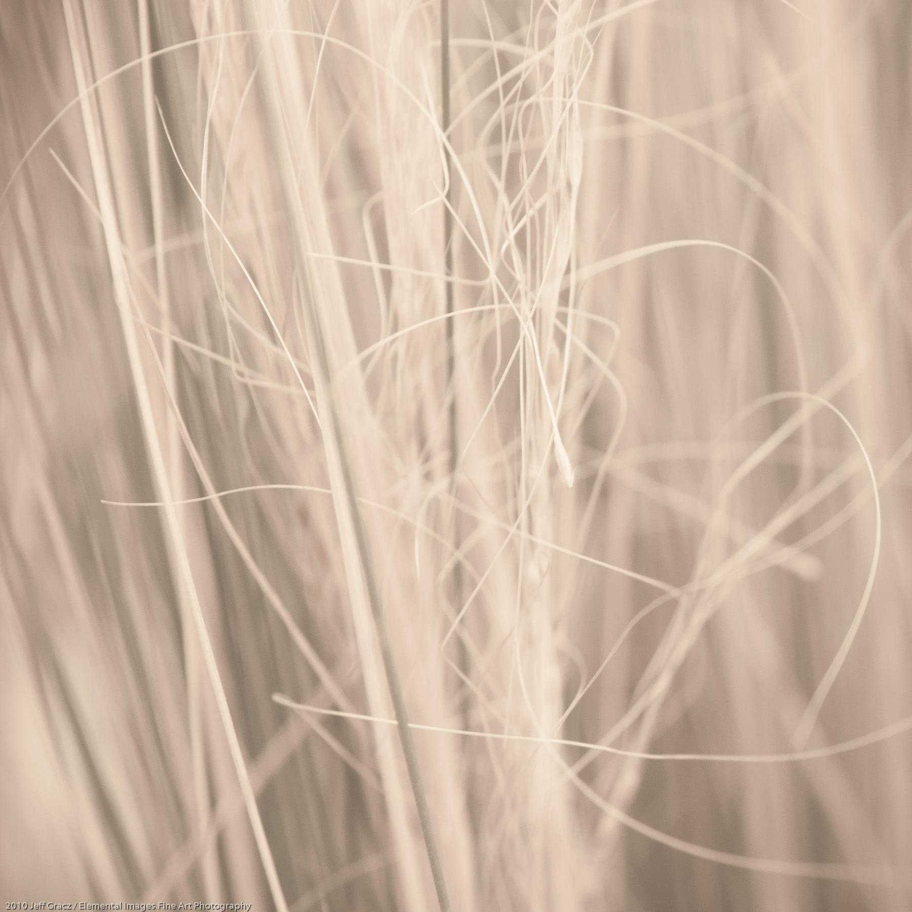 Grasses X | Portland | OR | USA - © 2010 Jeff Gracz / Elemental Images Fine Art Photography - All Rights Reserved Worldwide