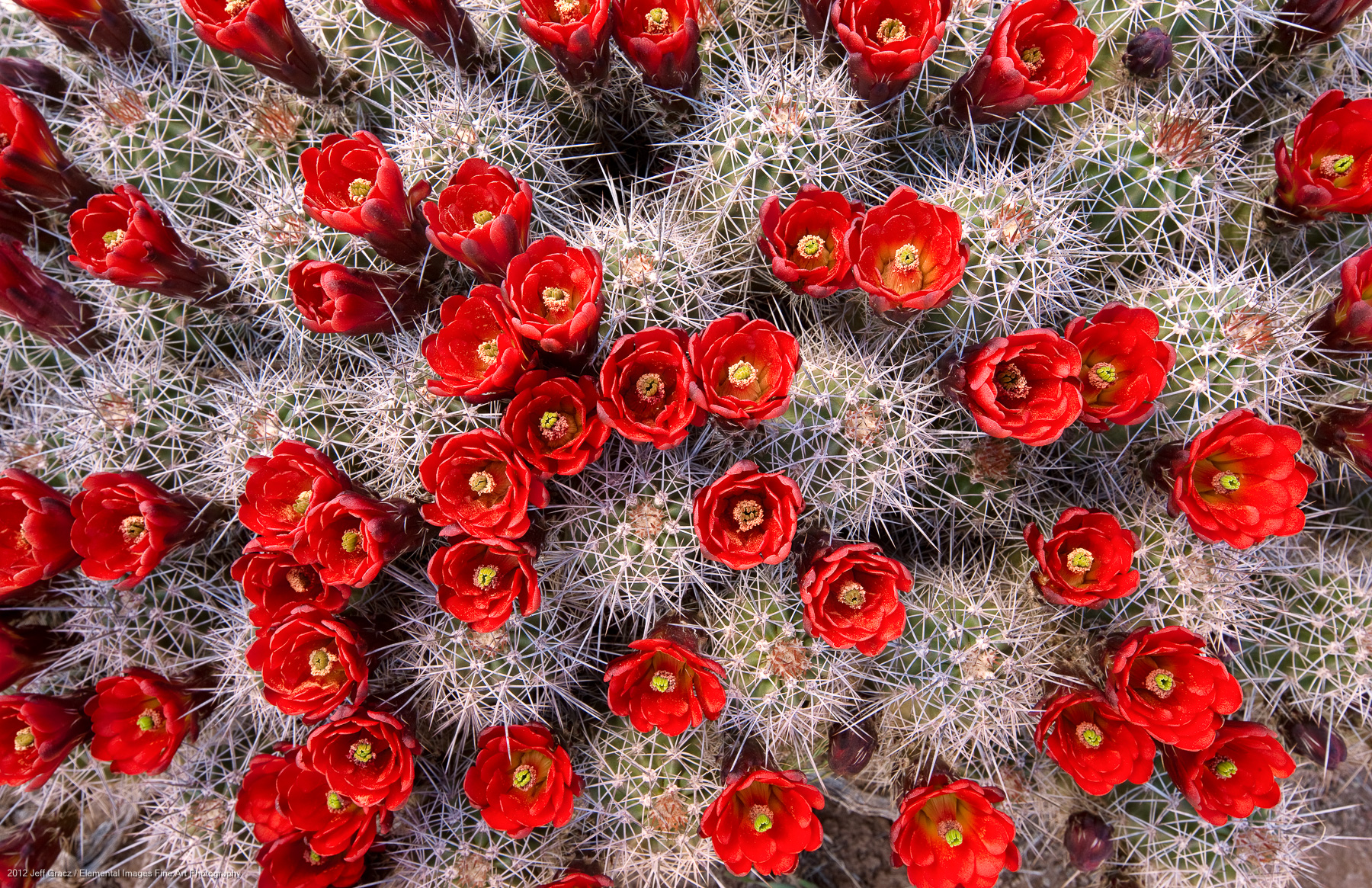 Claret Cup Cactus Blossoms | Canyonlands National Park | UT | USA - © 2012 Jeff Gracz / Elemental Images Fine Art Photography - All Rights Reserved Worldwide