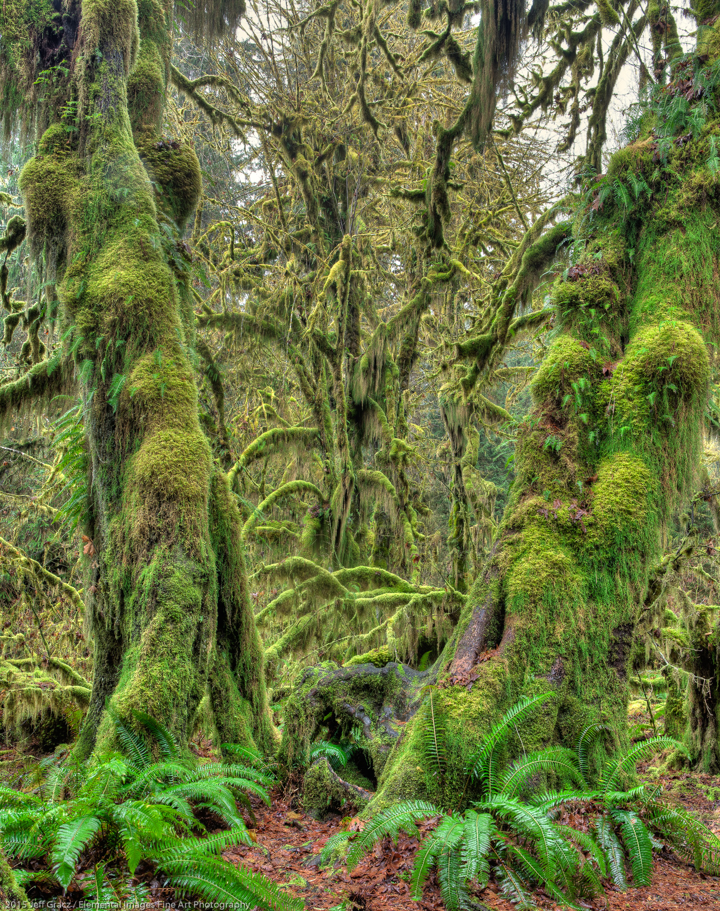 Elders of the Green | Olympic National Park | WA | USA - © 2015 Jeff Gracz / Elemental Images Fine Art Photography - All Rights Reserved Worldwide